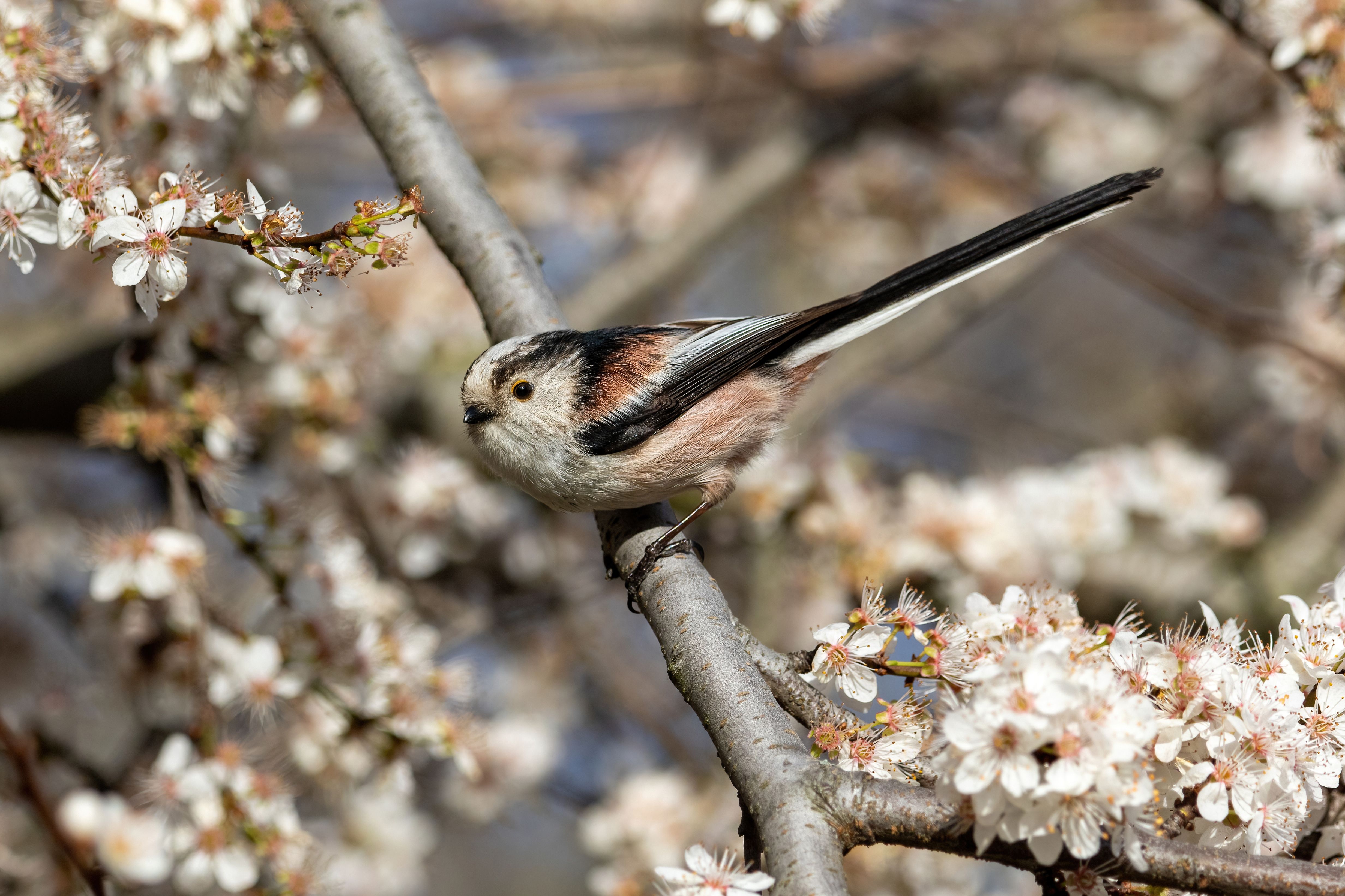 A long-tailed tit (Aegithalos caudatus) in a blossoming tree.