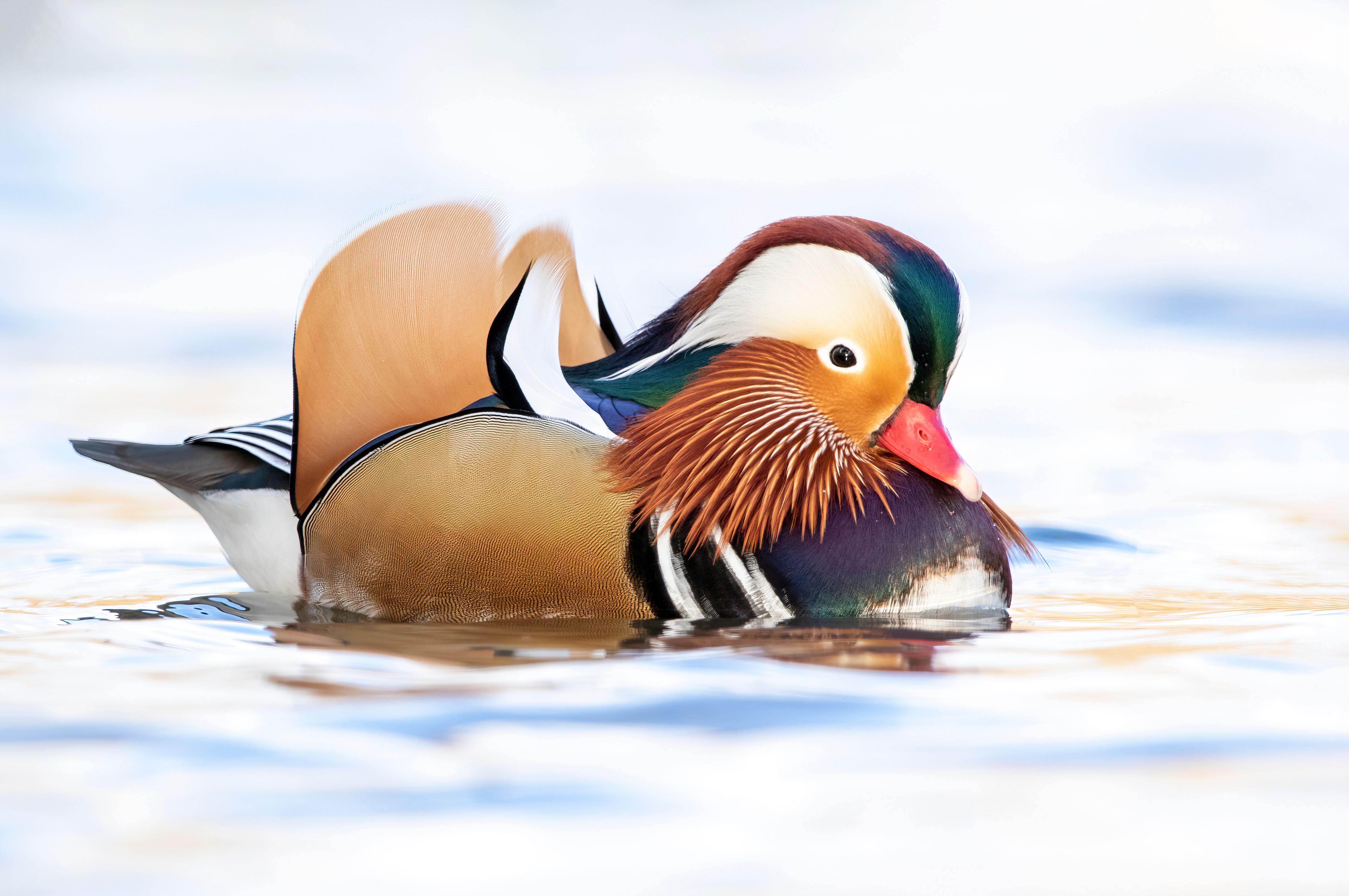 A male mandarin duck (Aix galericulata) swimming.
