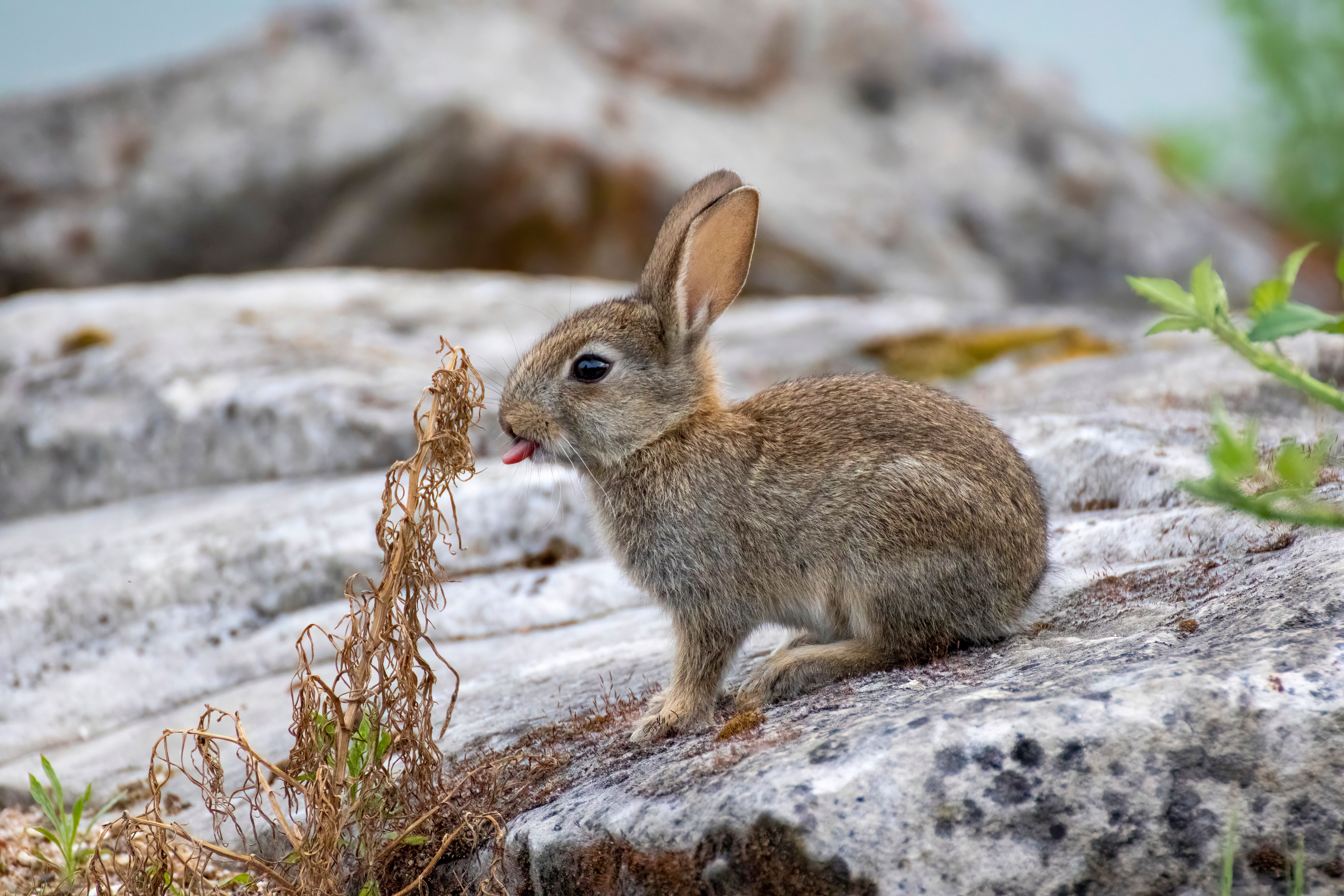A juvenile European rabbit (Oryctolagus cuniculus) licking a plant.