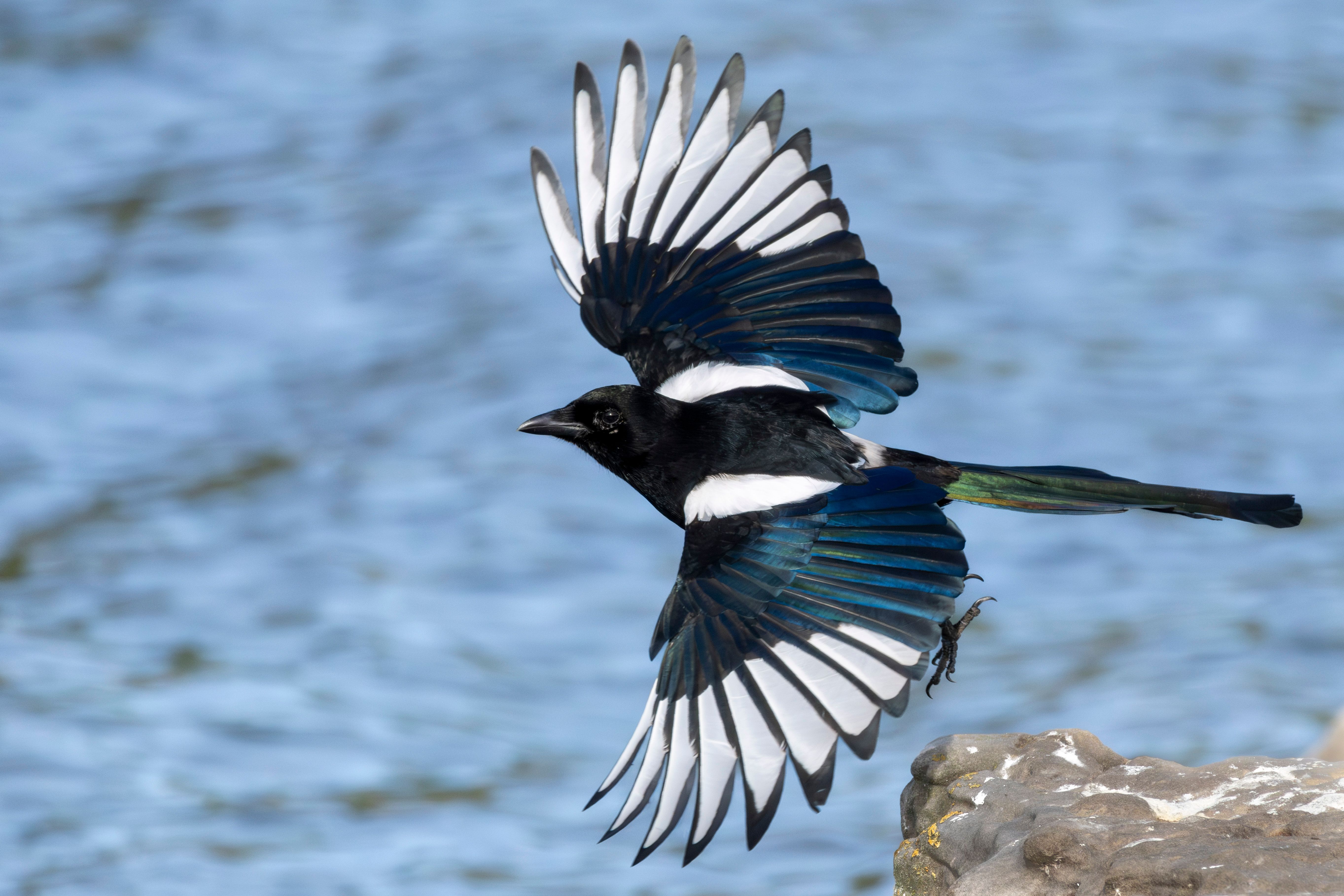 An Eurasian magpie (Pica pica) flying.
