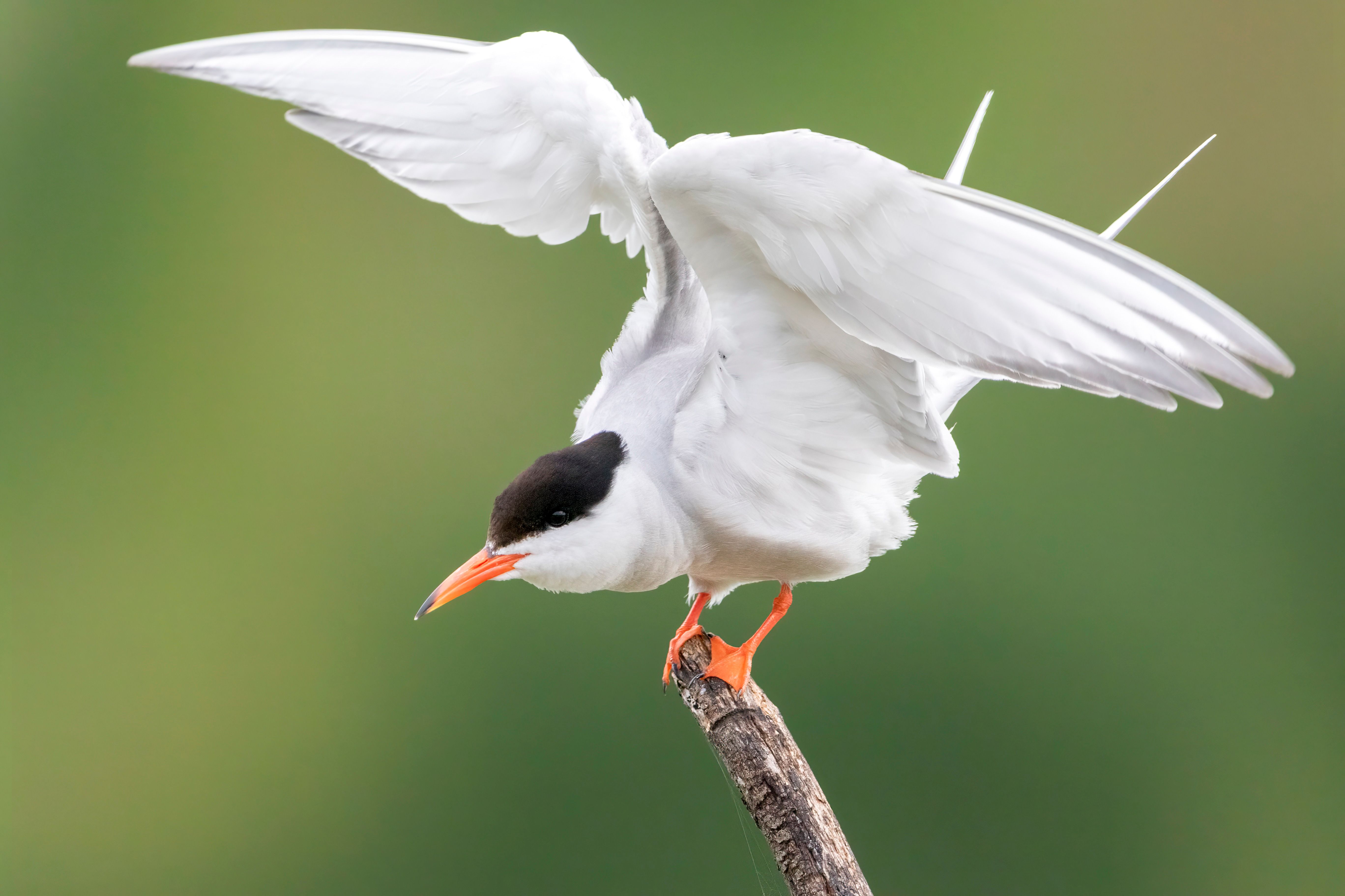 A common tern (Sterna hirundo) trying to land on a branch.