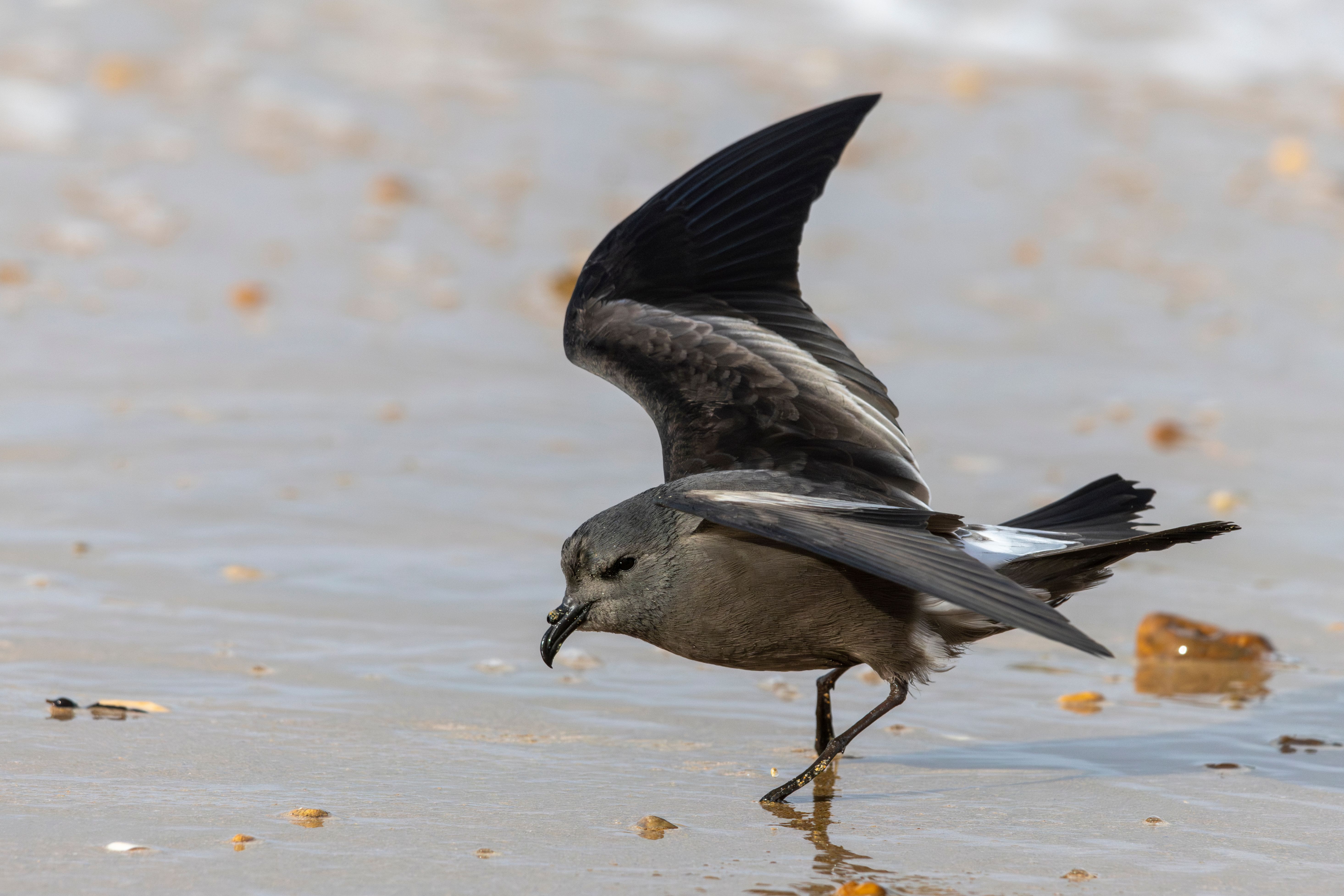 A Leach's storm-petrel (Hydrobates leucorhous).