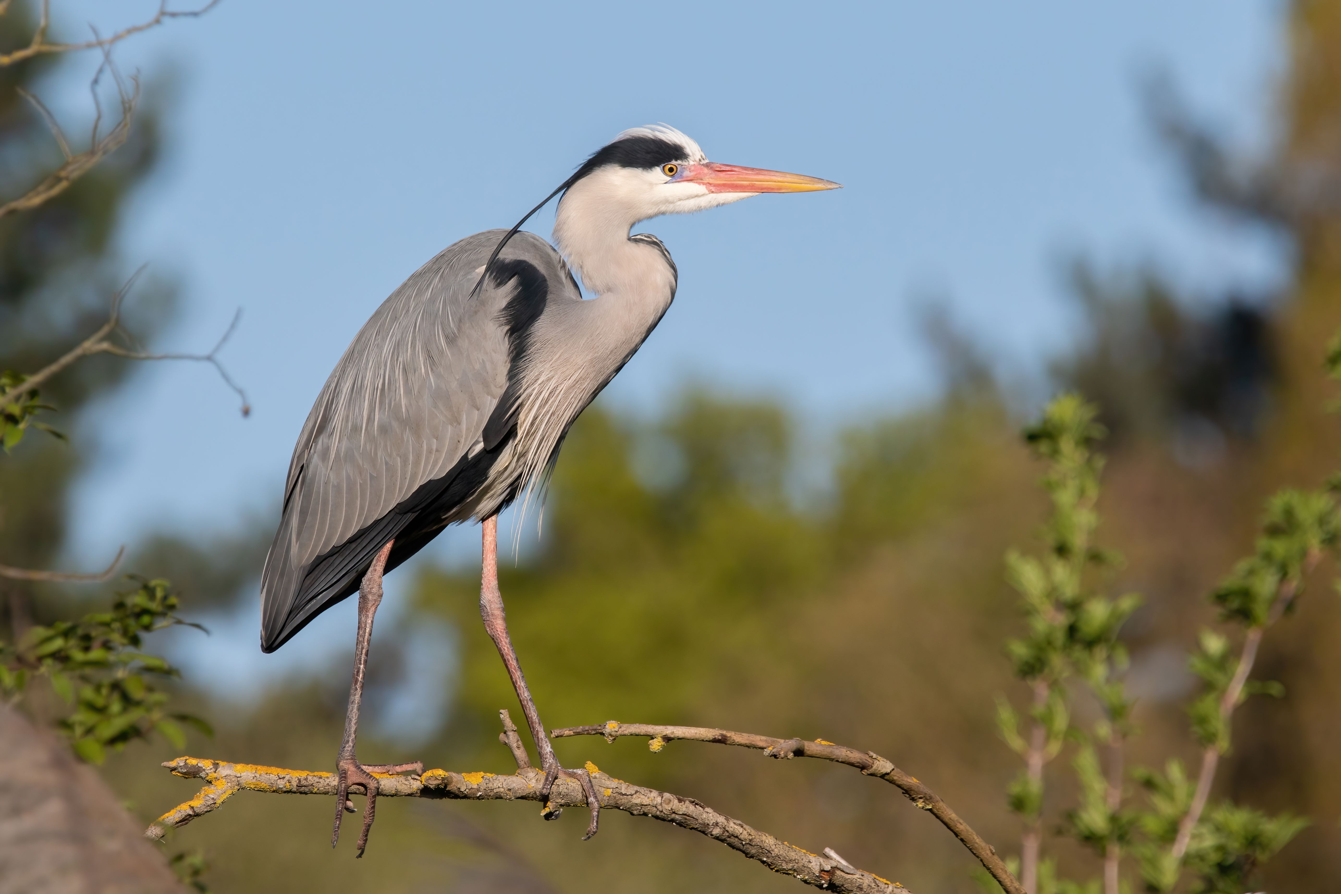 A grey heron (Ardea cinerea) on a branch.