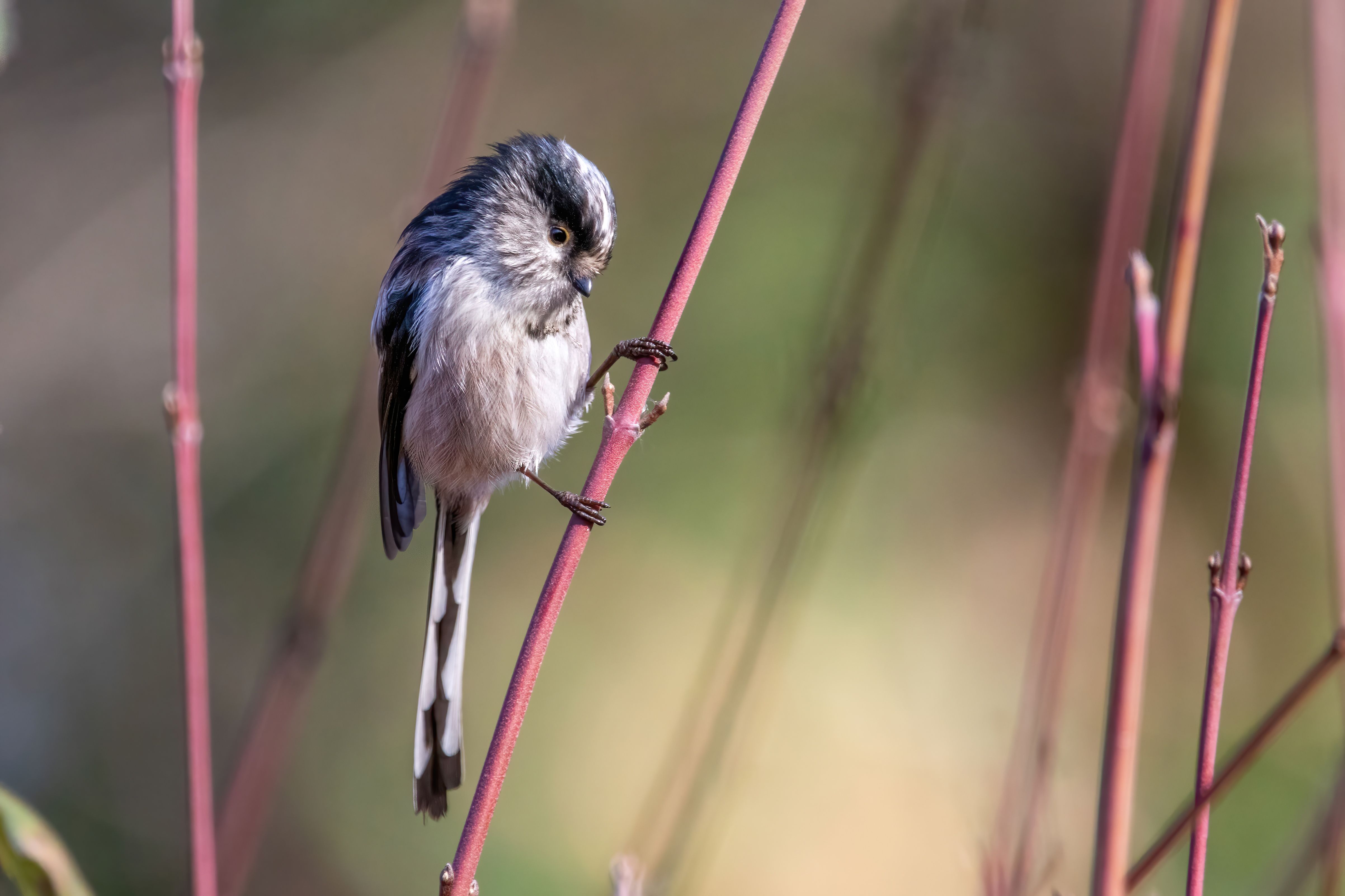A long-tailed tit (Aegithalos caudatus) on a twig. 