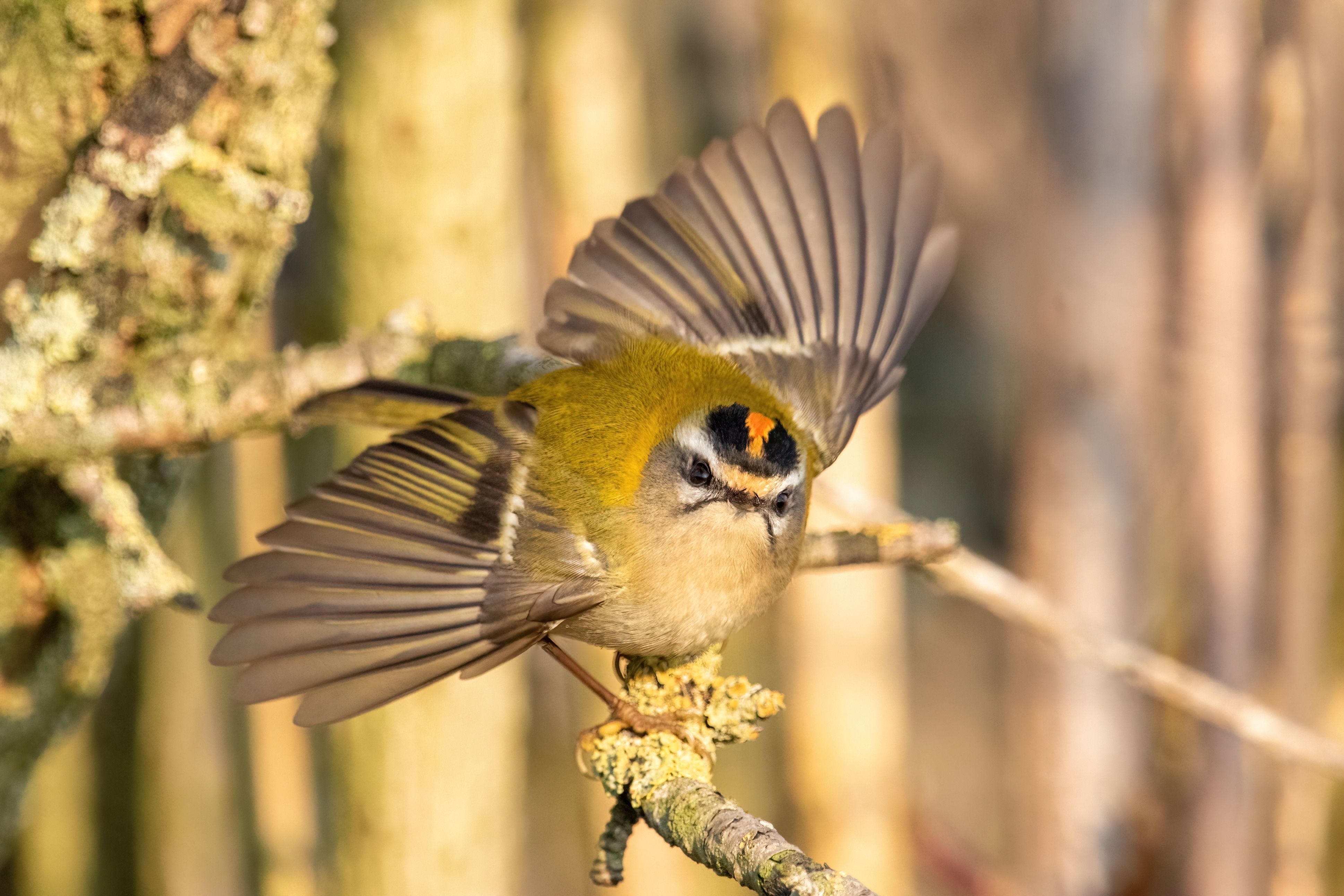 A common firecrest (Regulus ignicapilla).