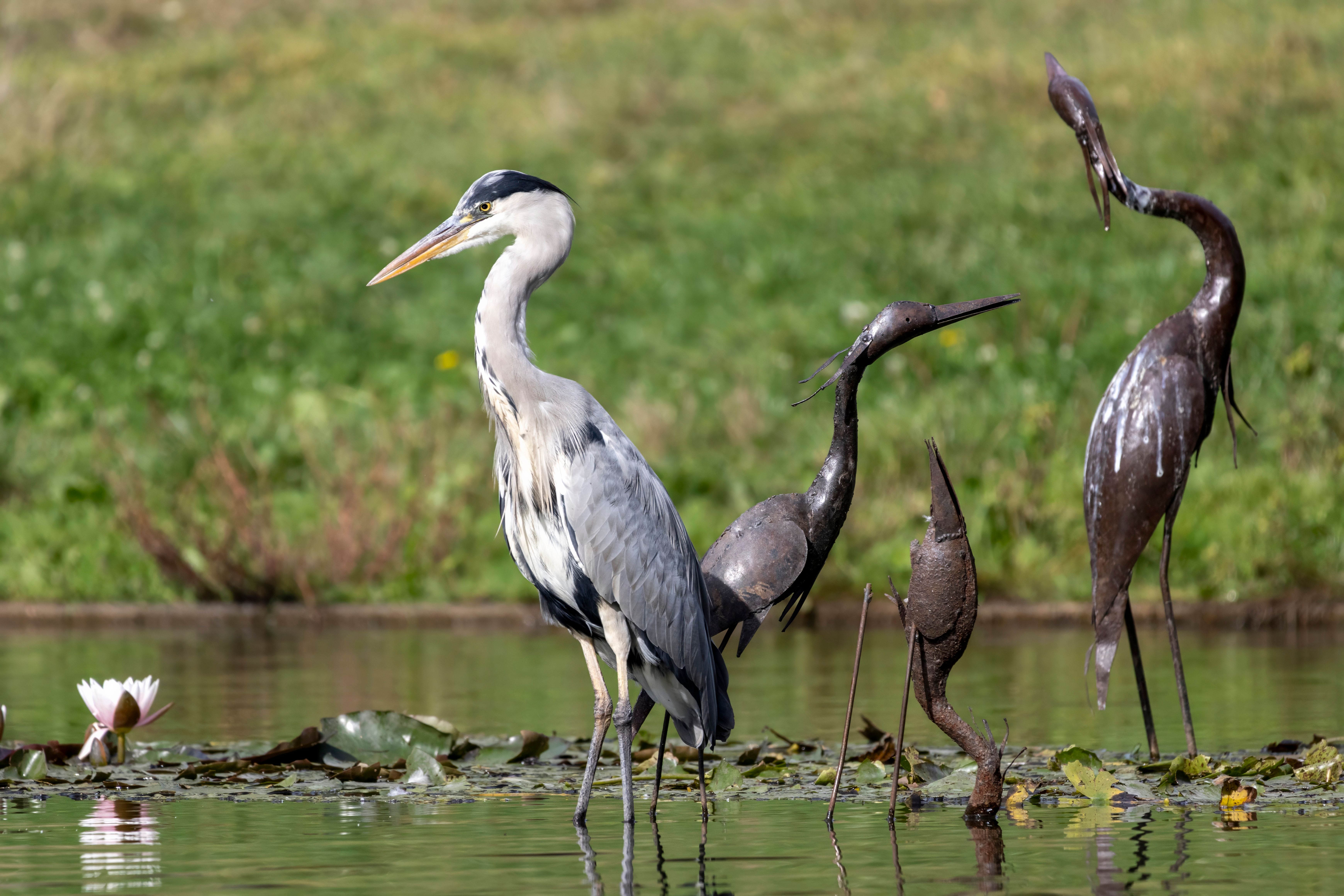 A grey heron (Ardea cinerea) among statues.
