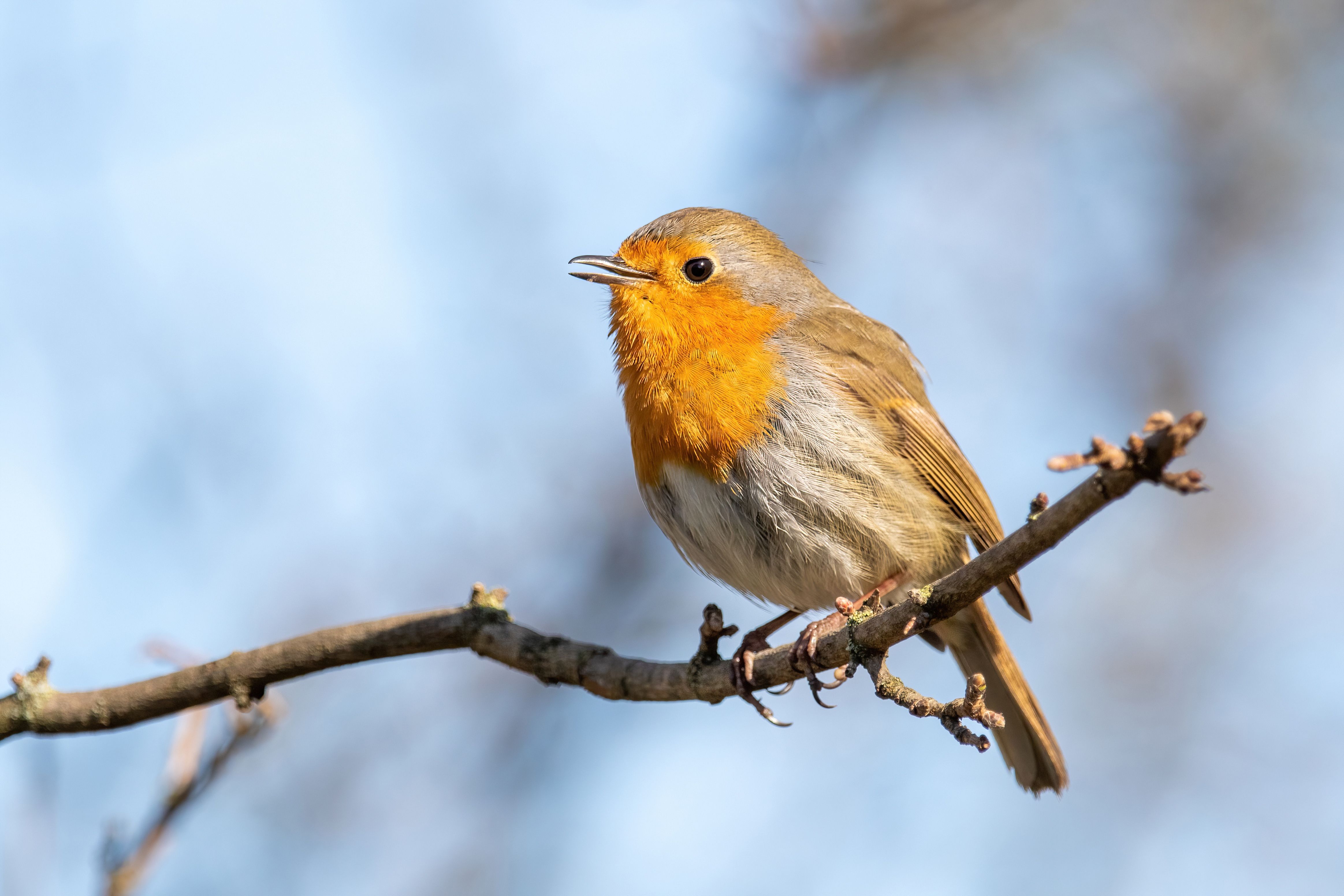 An European robin (Erithacus rubecula) singing.