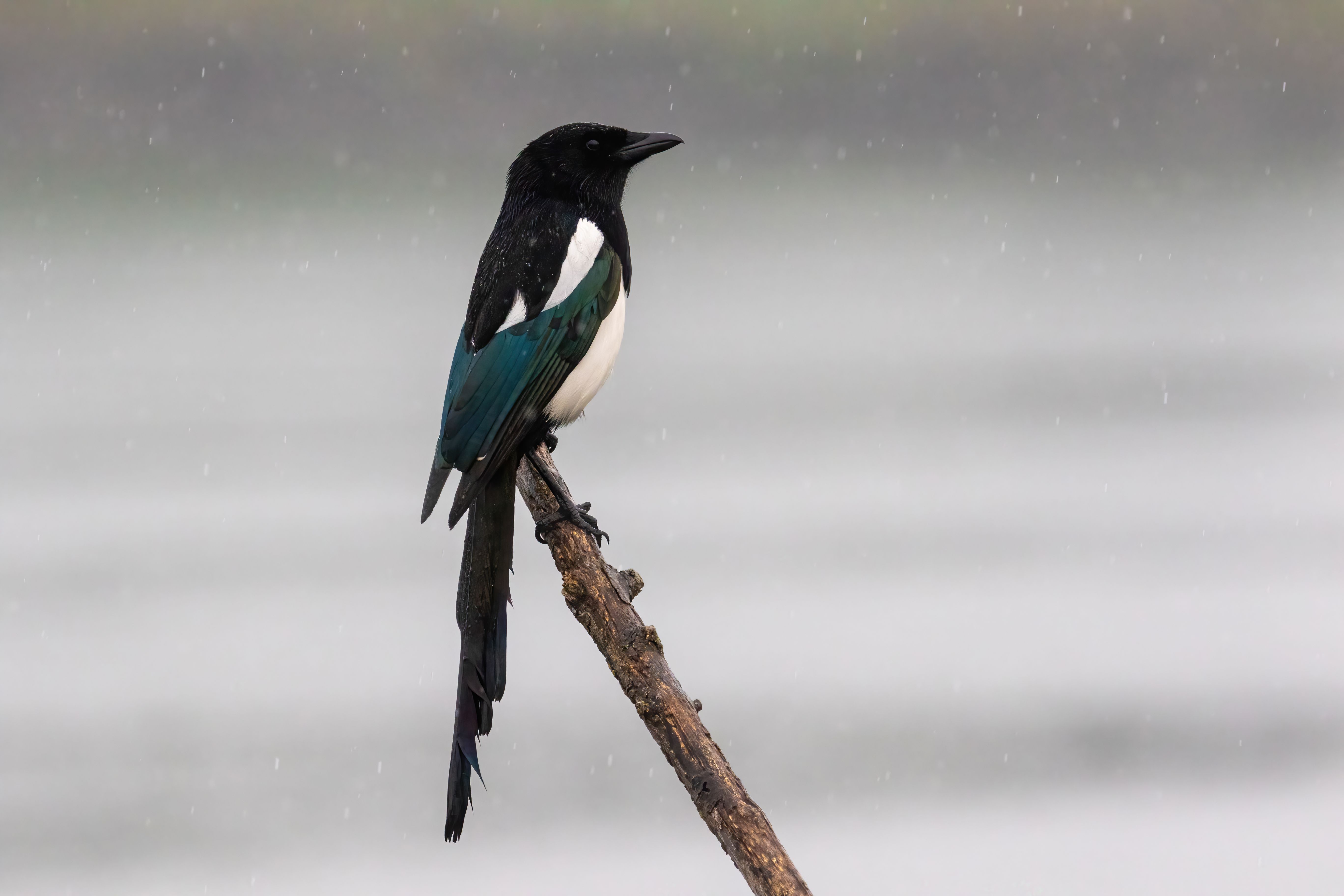 An Eurasian magpie (Pica pica) on a branch under the rain.