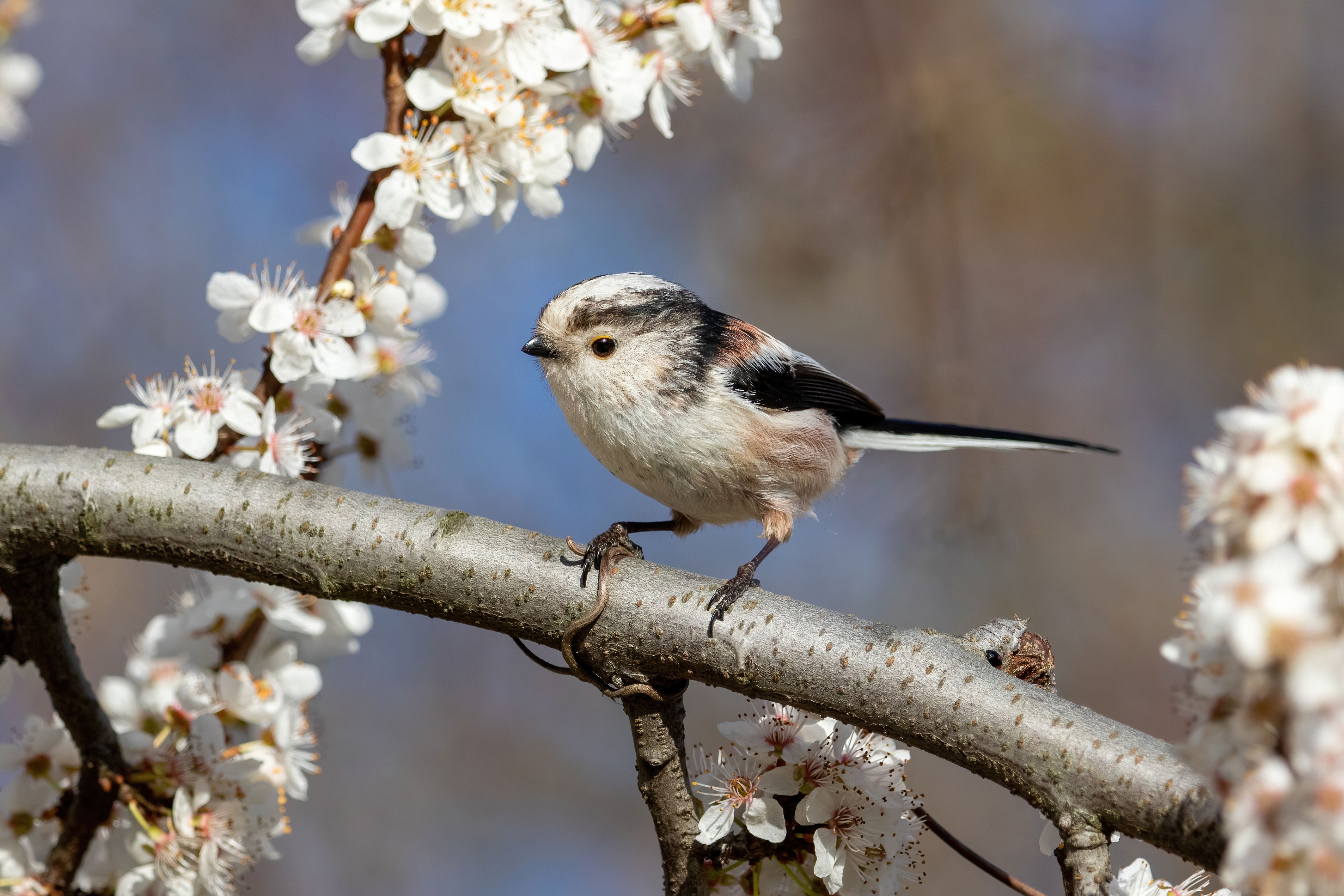 A long-tailed tit (Aegithalos caudatus) in a blossoming tree.