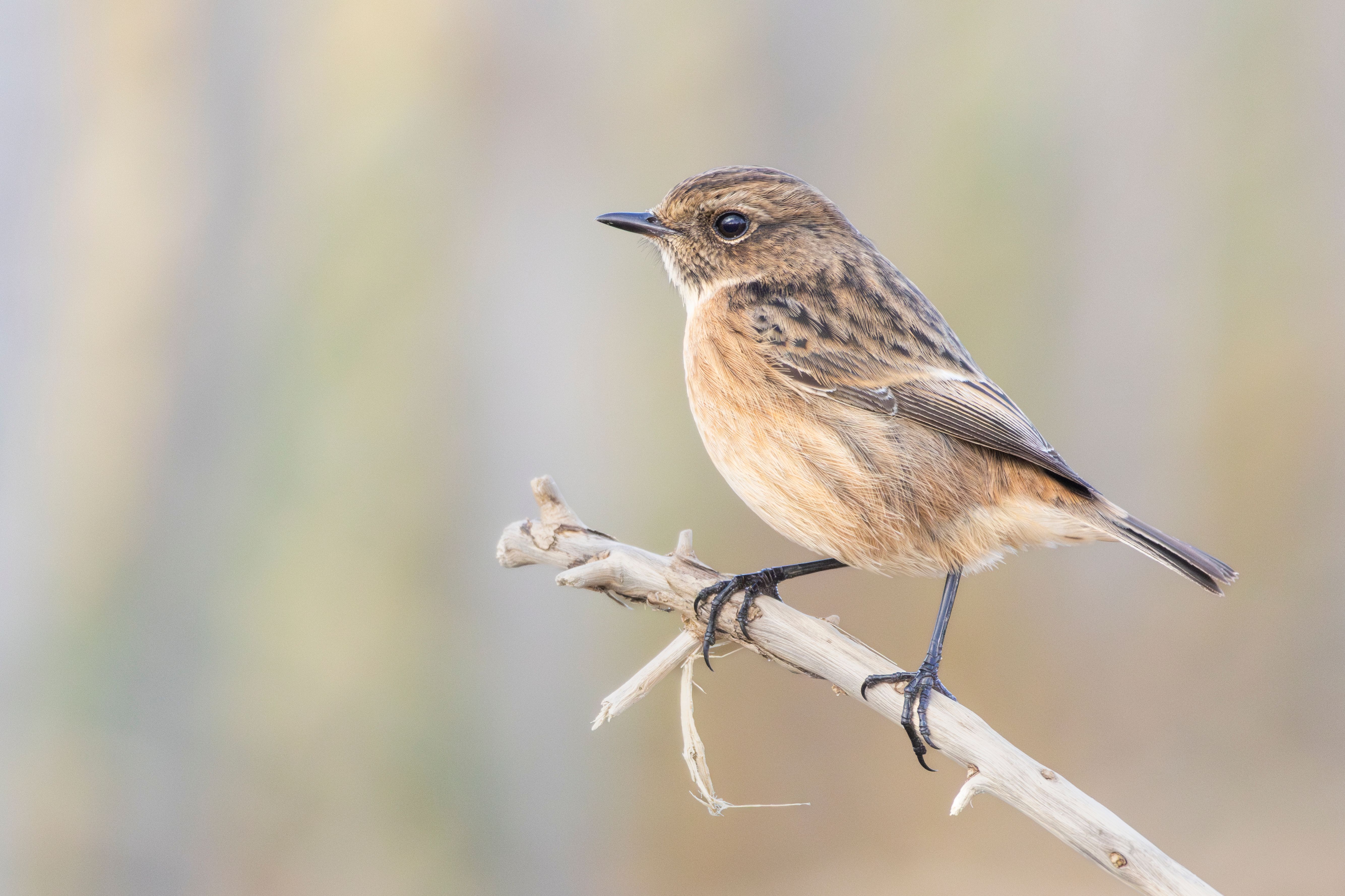 A female European stonechat (Saxicola rubicola) on a branch.