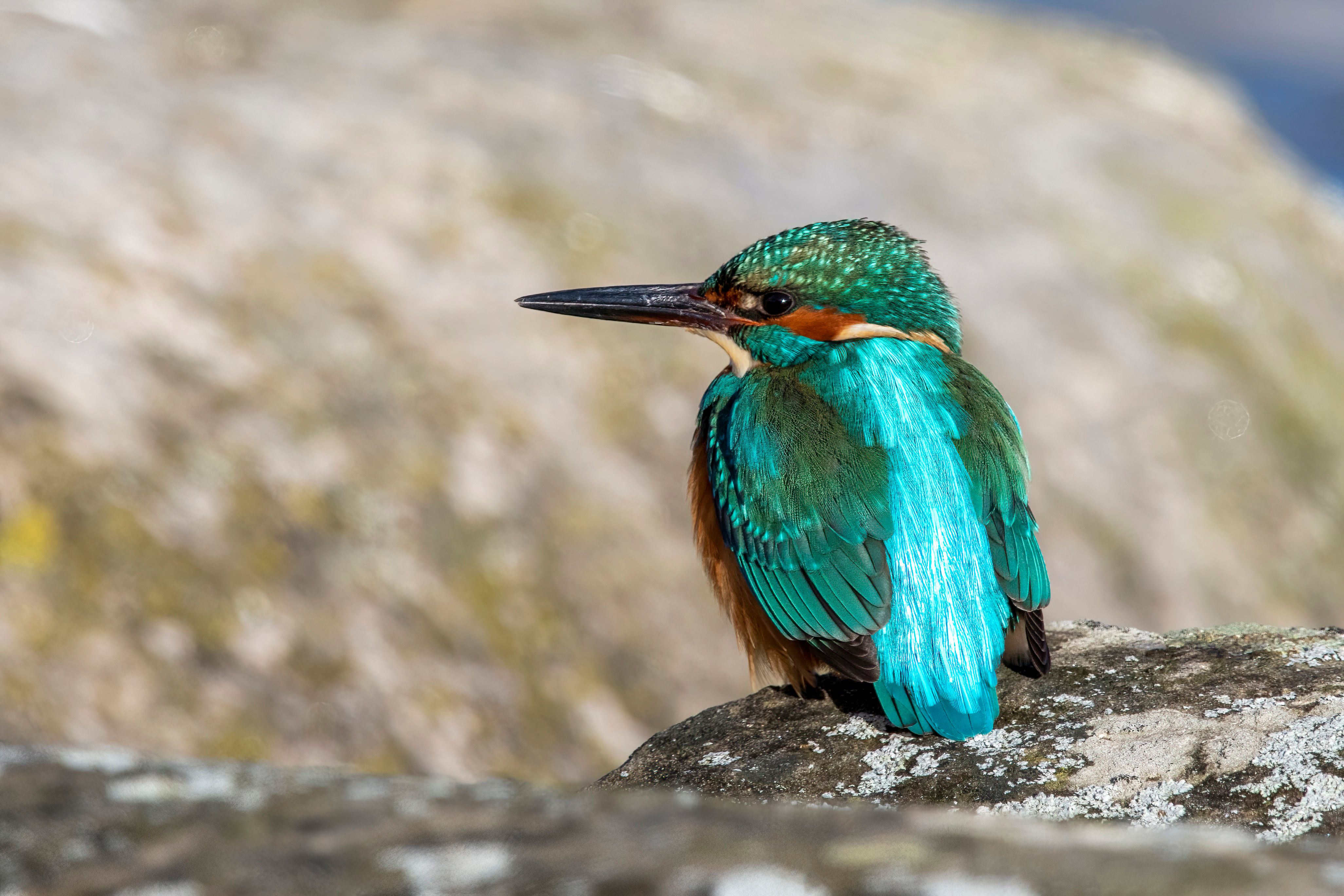 A common kingfisher (Alcedo atthis).