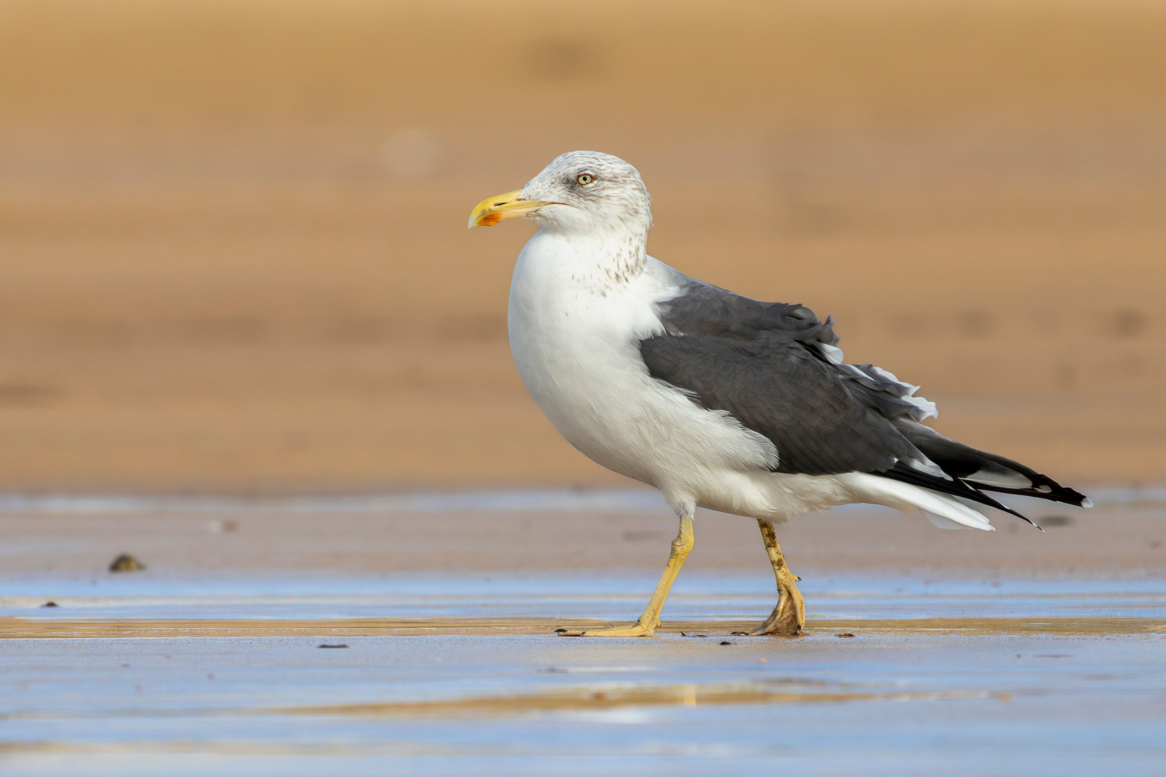 A lesser black-backed gull (Larus fuscus).