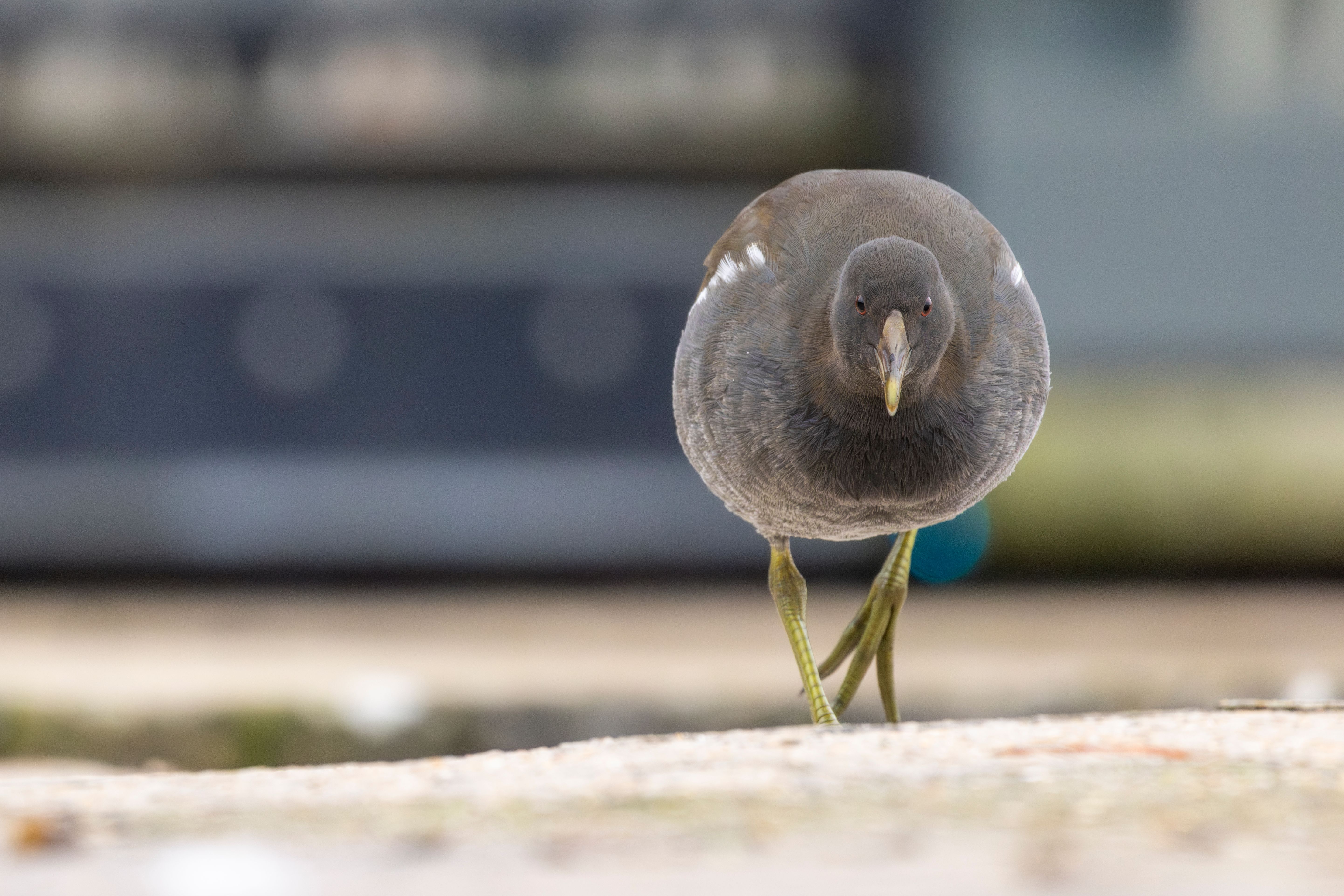 A juvenile common moorhen (Gallinula chloropus).