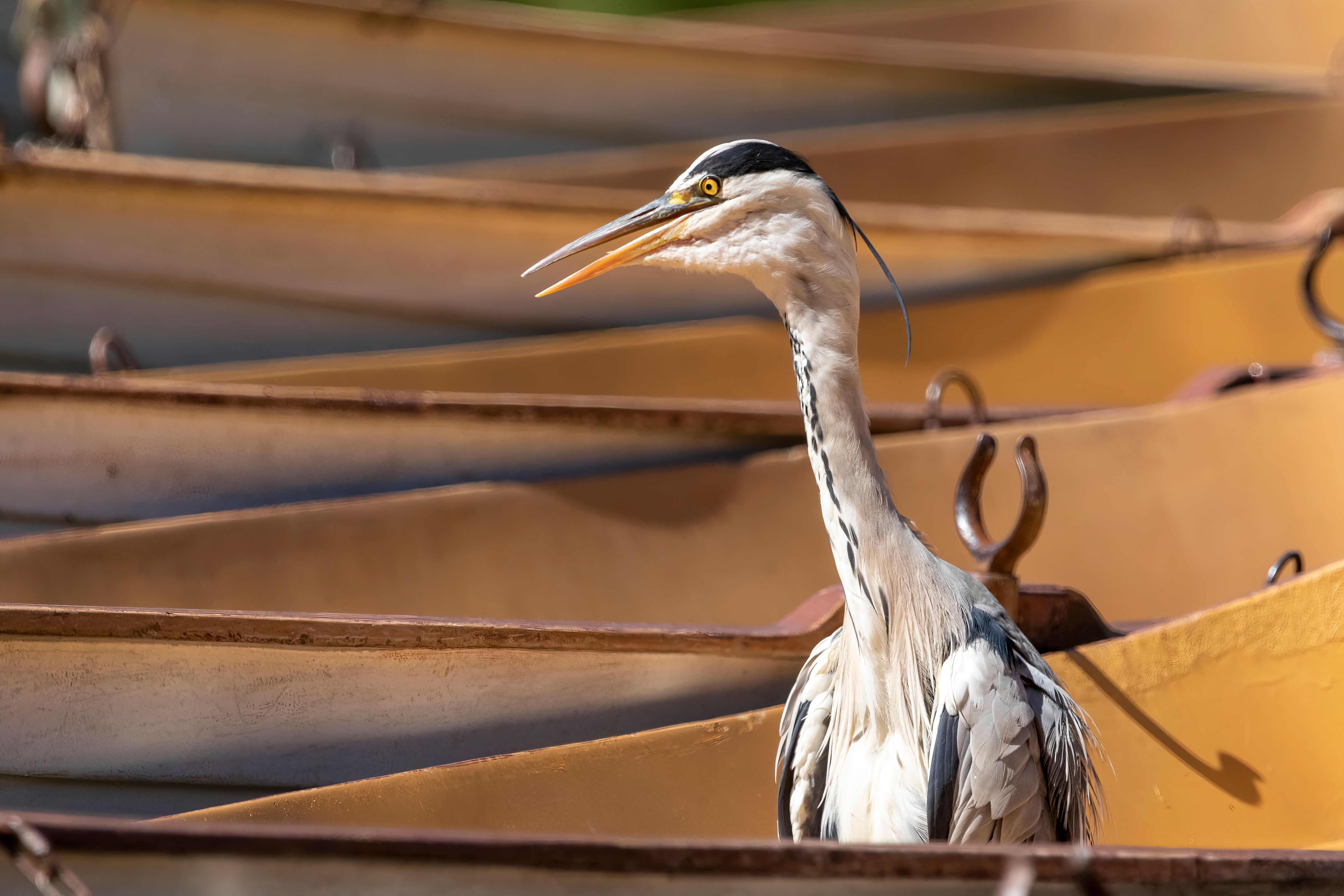 A grey heron (Ardea cinerea) in a boat.