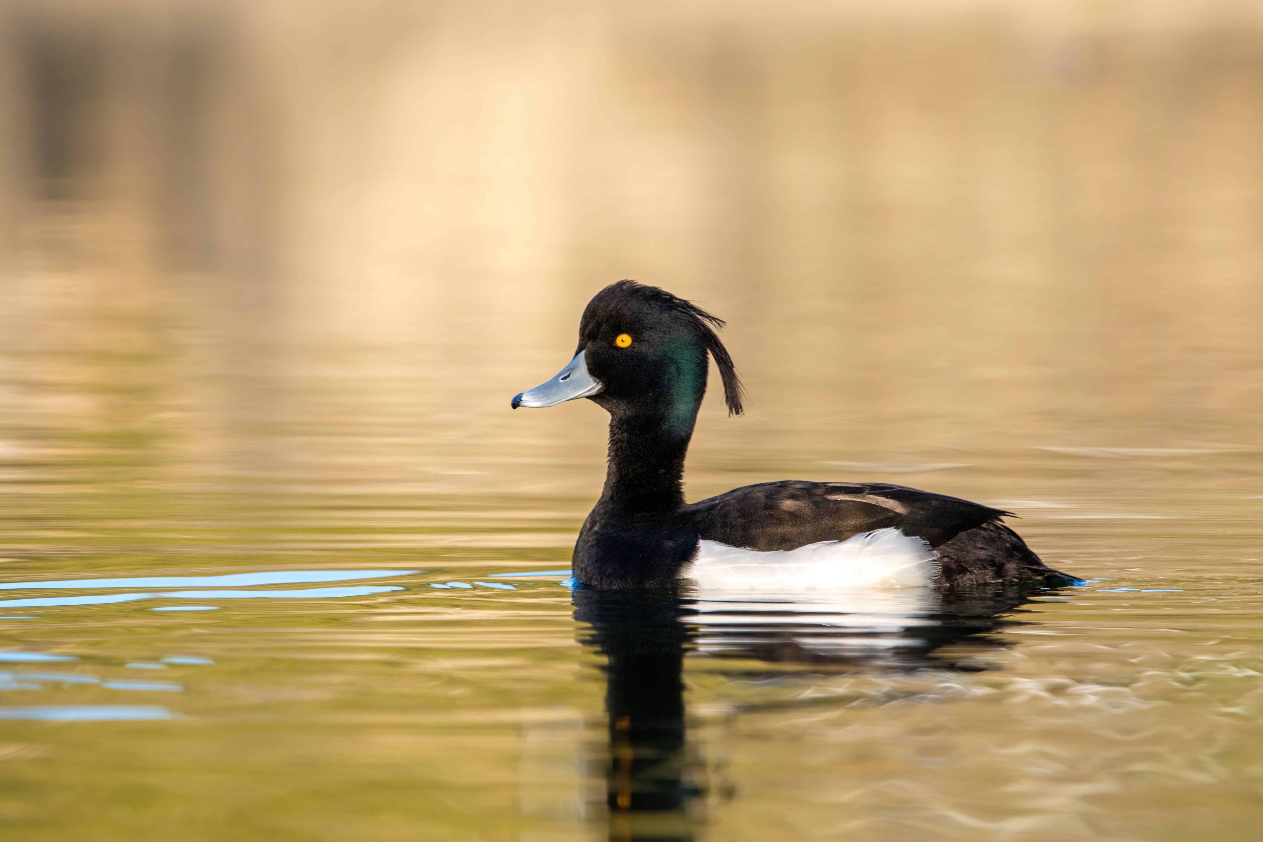A male tufted duck (Aythya fuligula) swimming.