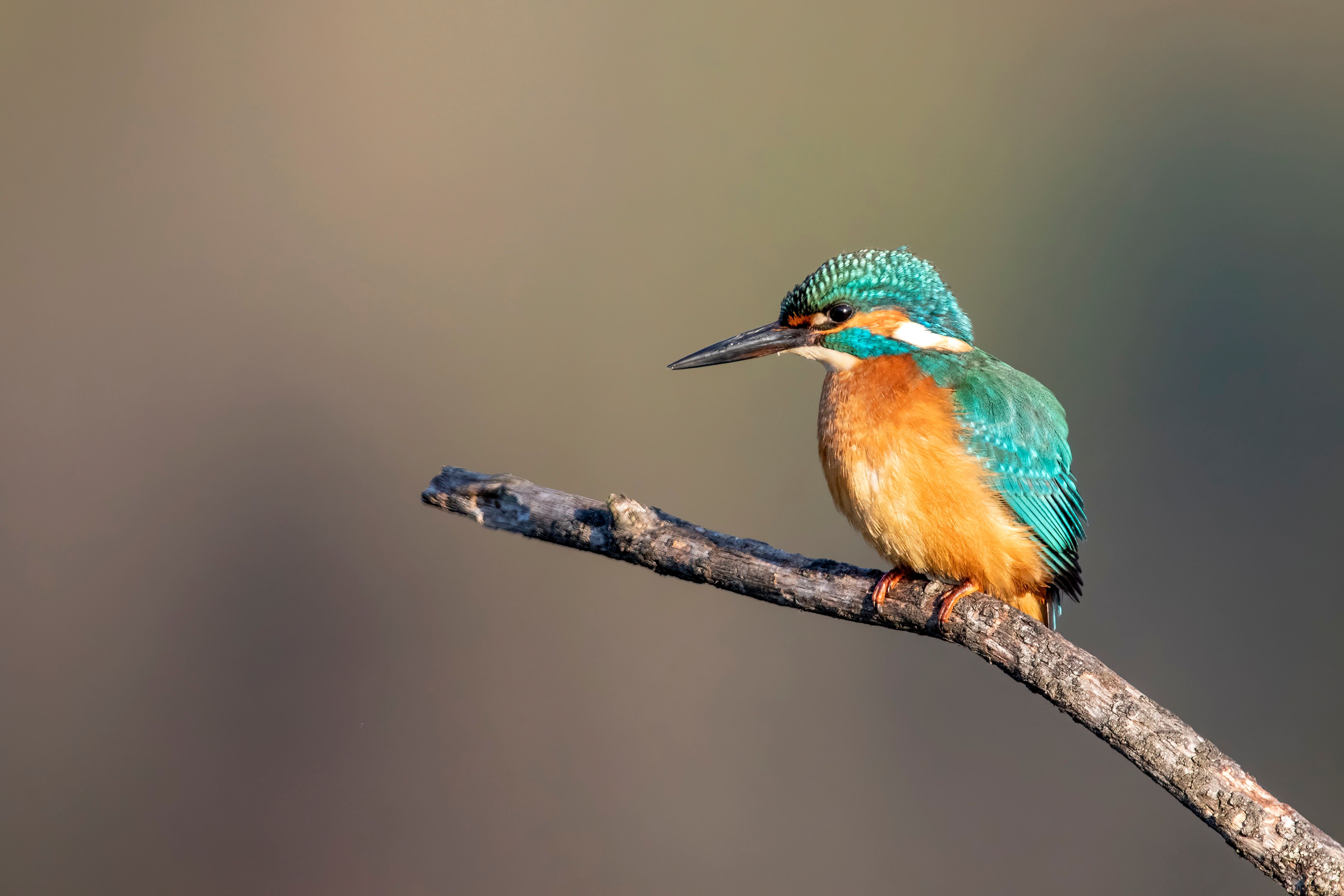 A common kingfisher (Alcedo atthis).
