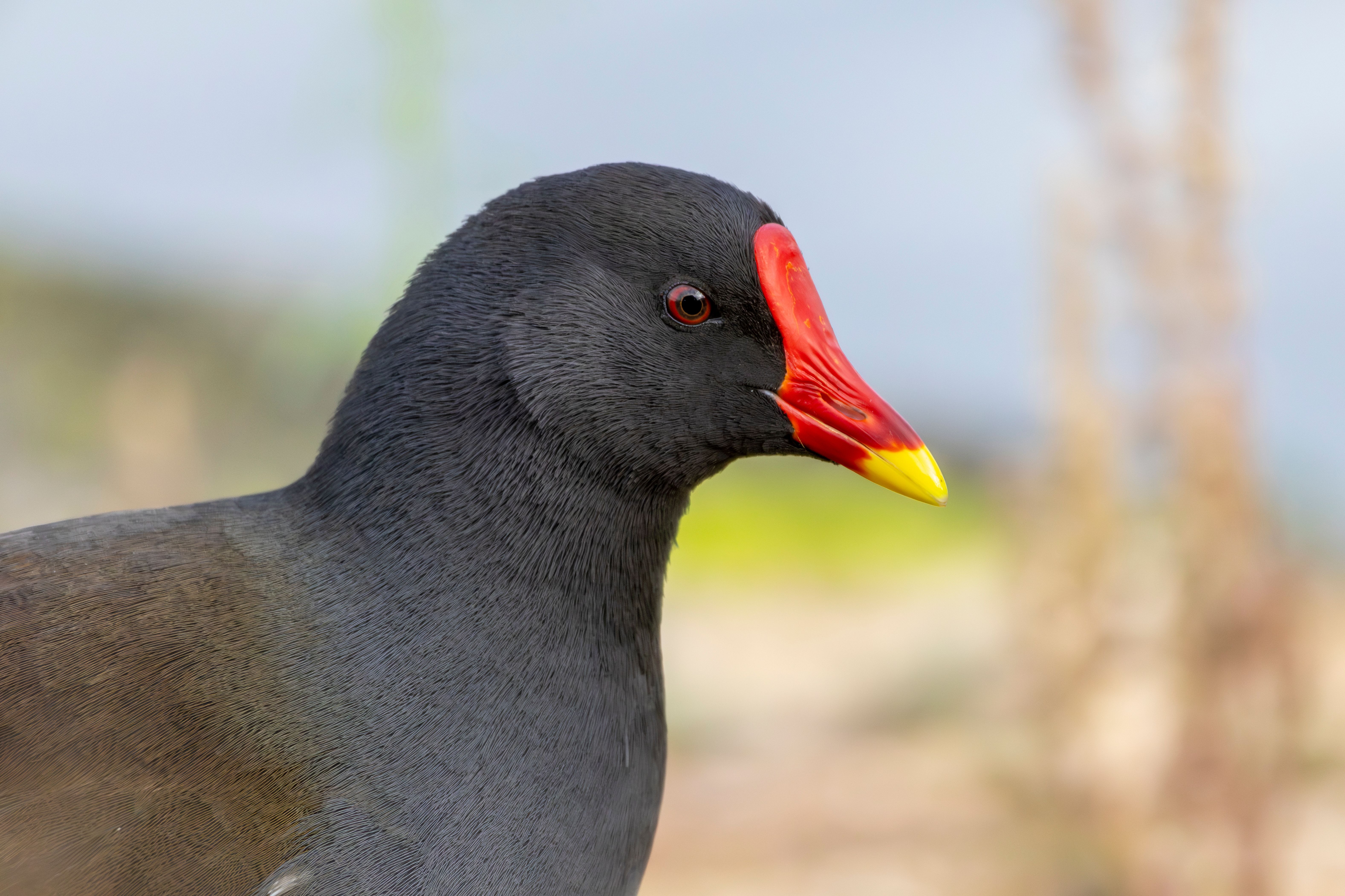 Portrait of a common moorhen (Gallinula chloropus).