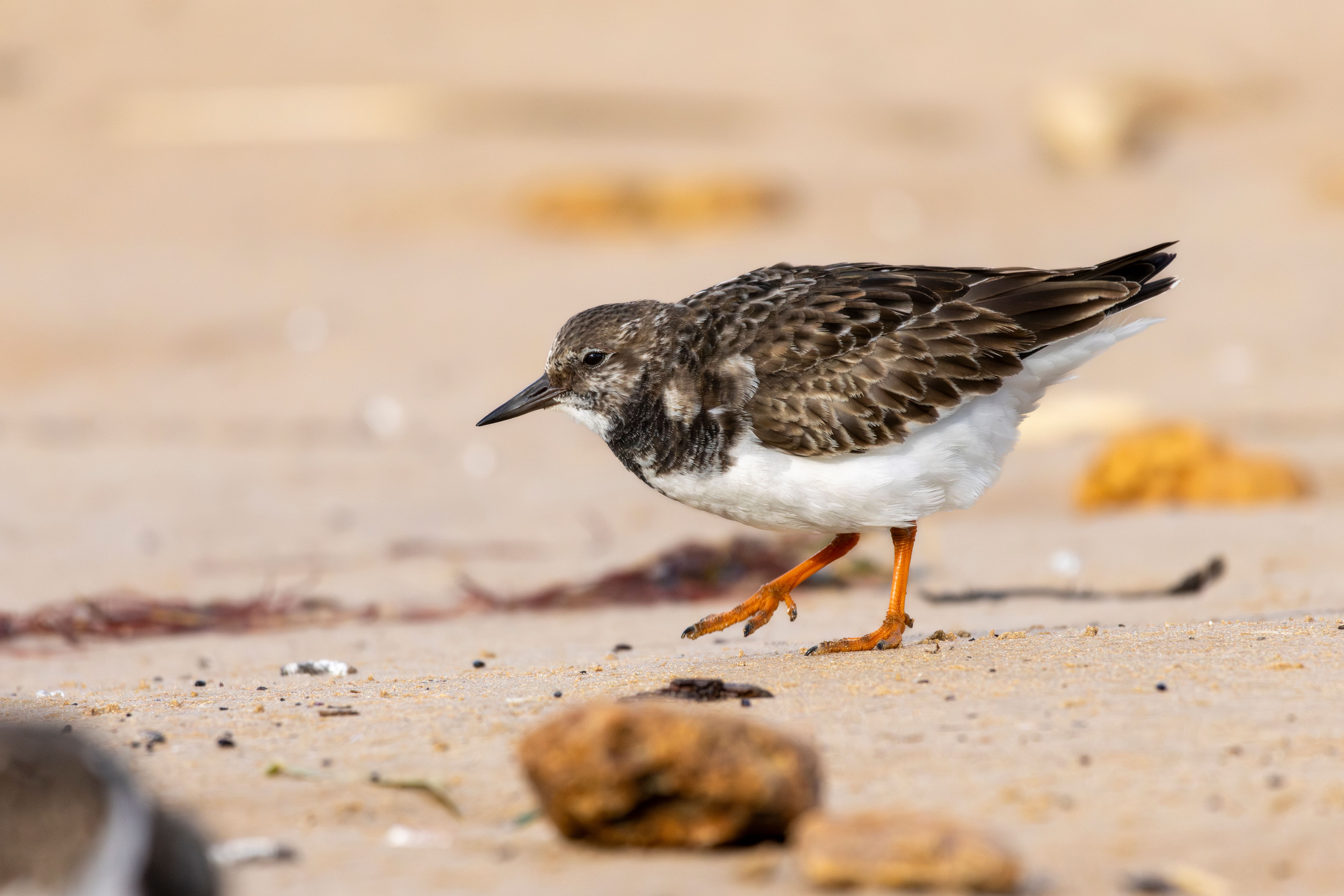 A ruddy turnstone (Arenaria interpres).