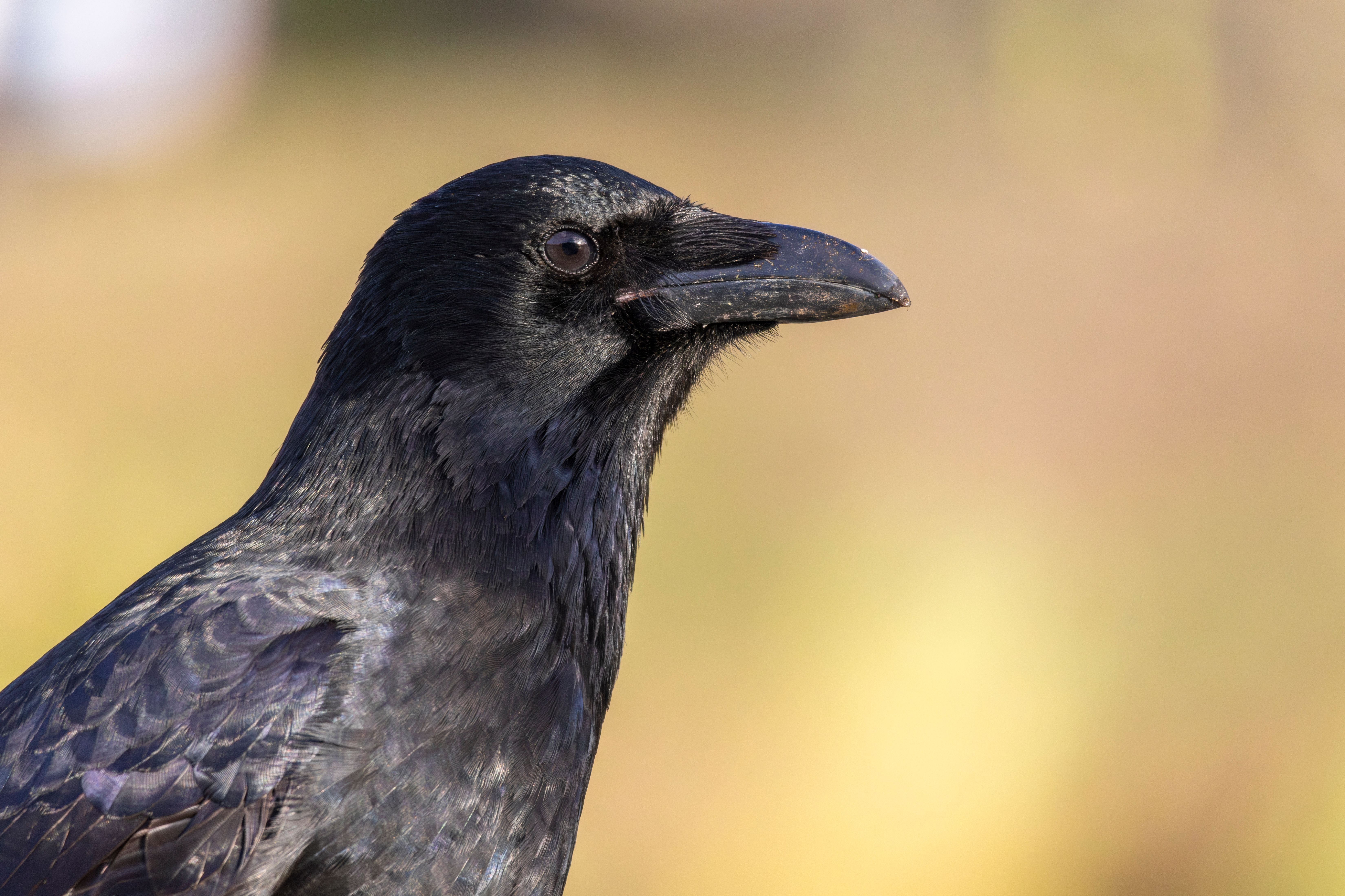 Portrait of a carrion crow (Corvus corone).