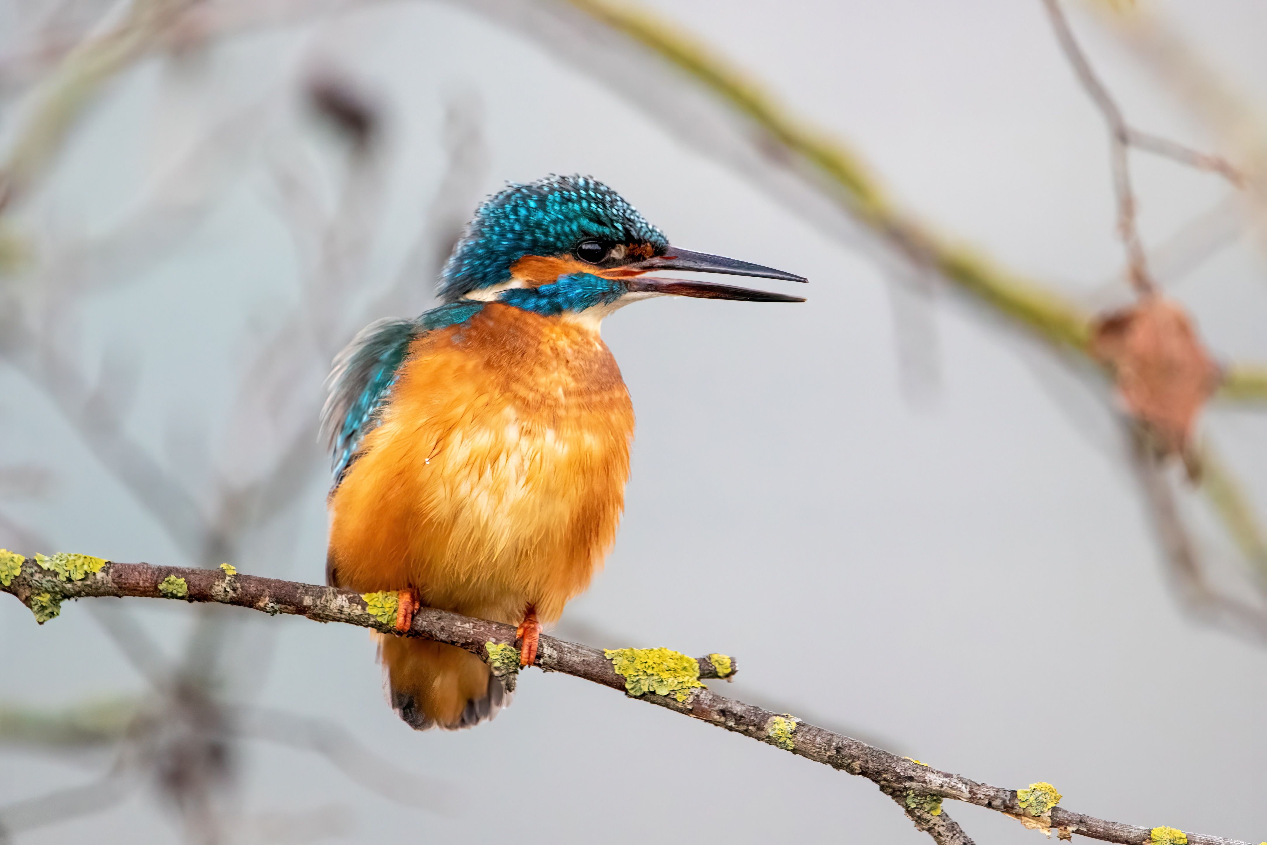 A common kingfisher (Alcedo atthis).