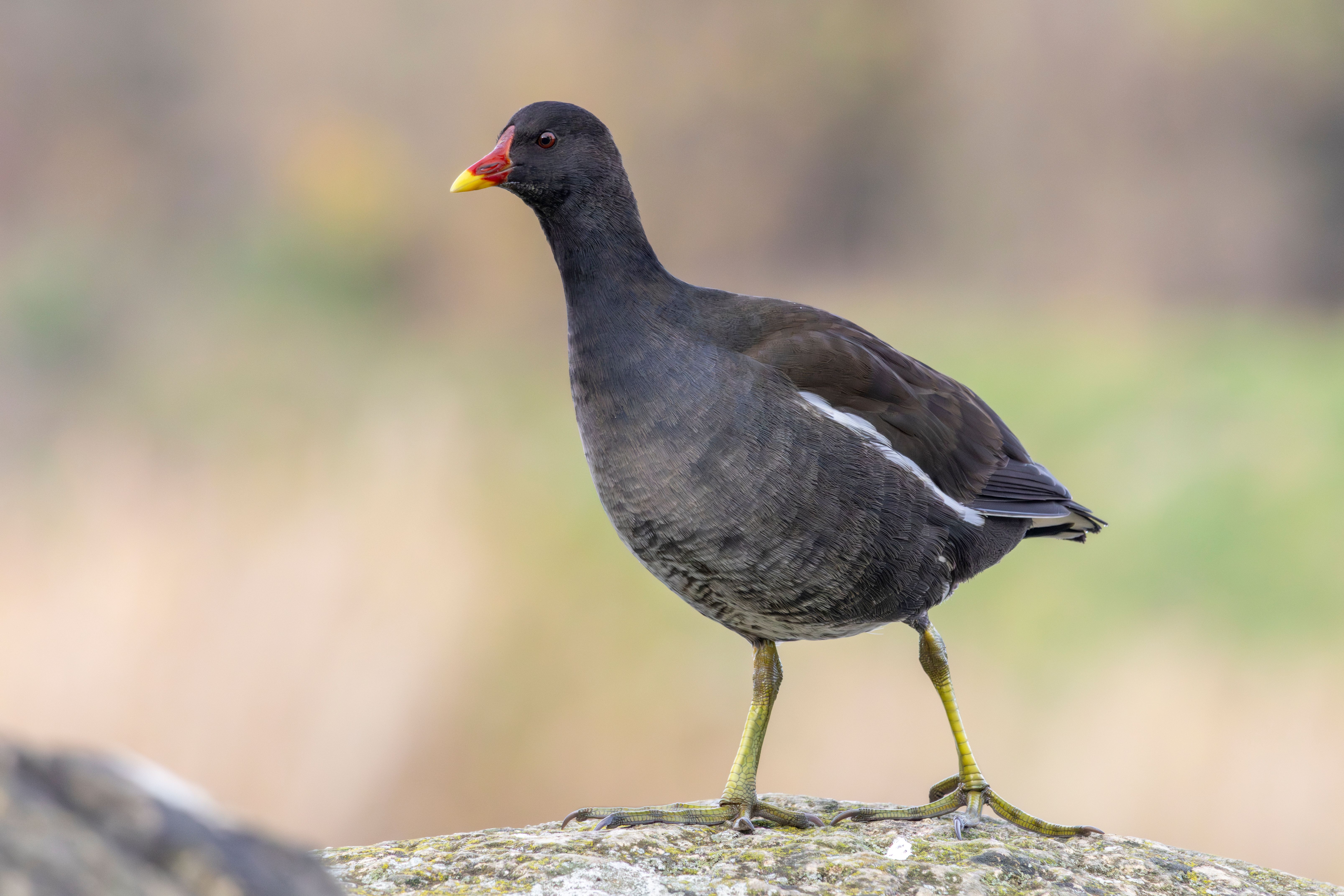 A common moorhen (Gallinula chloropus).