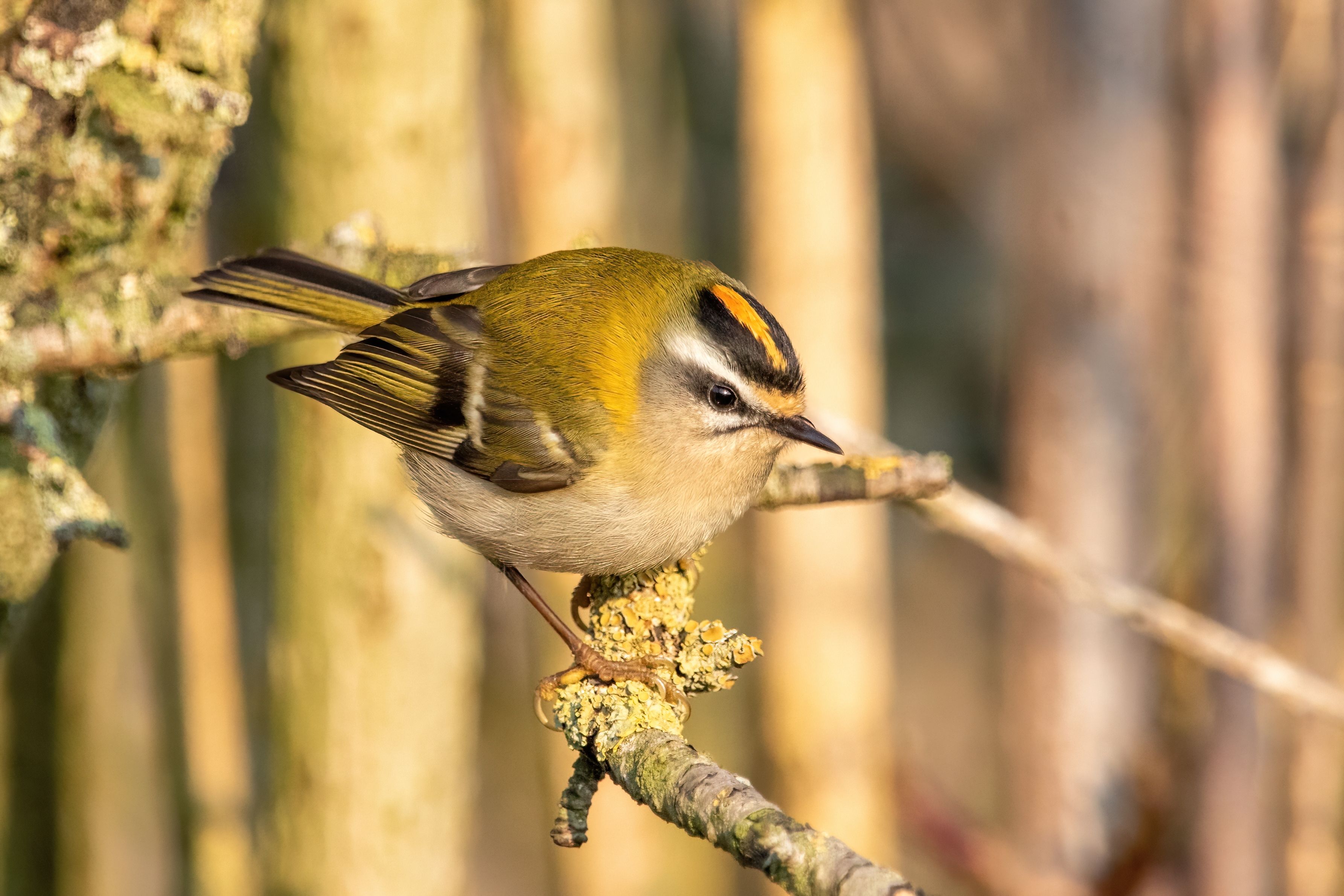 A common firecrest (Regulus ignicapilla).