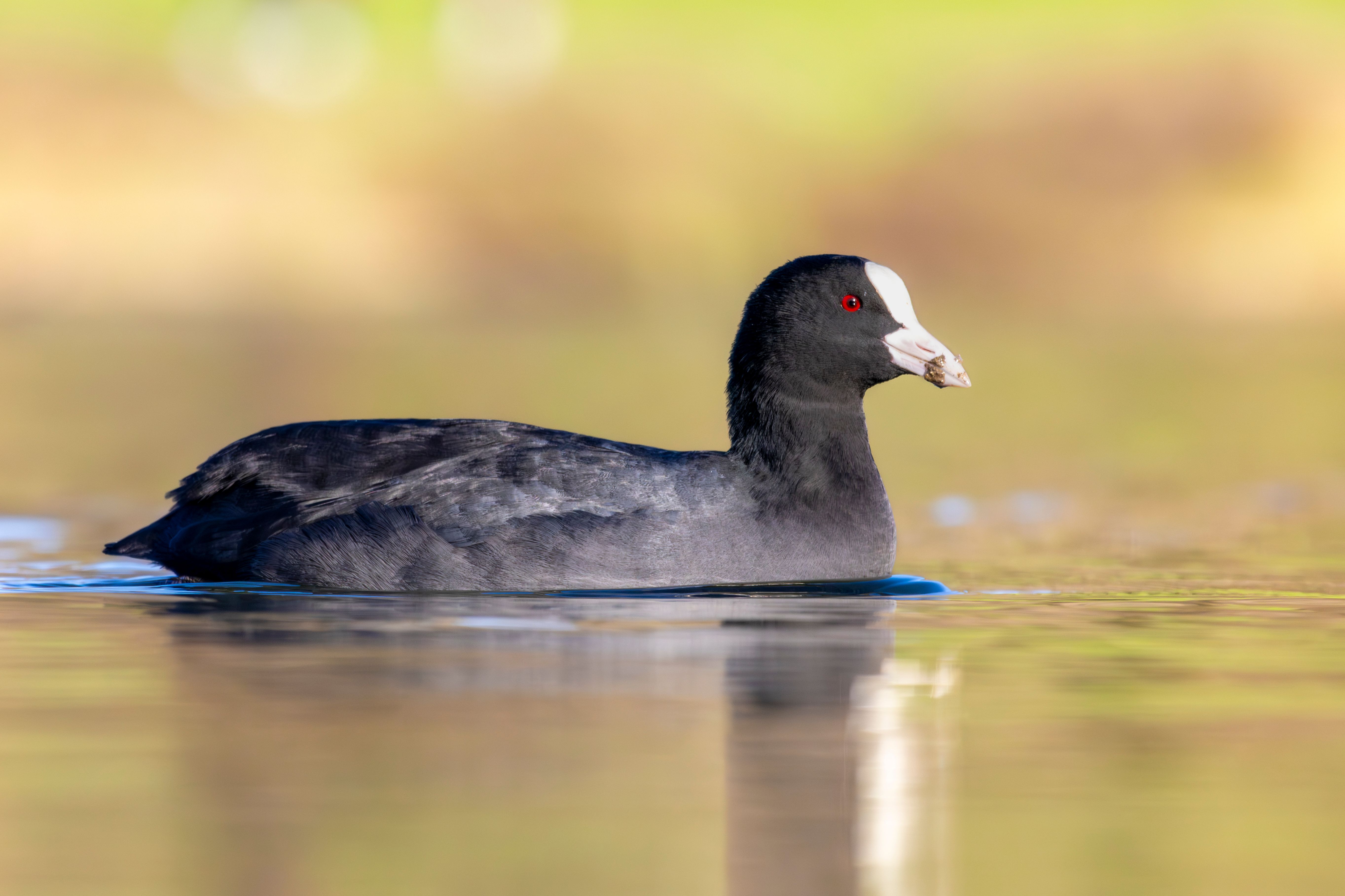 An Eurasian coot (Fulica atra) swimming.