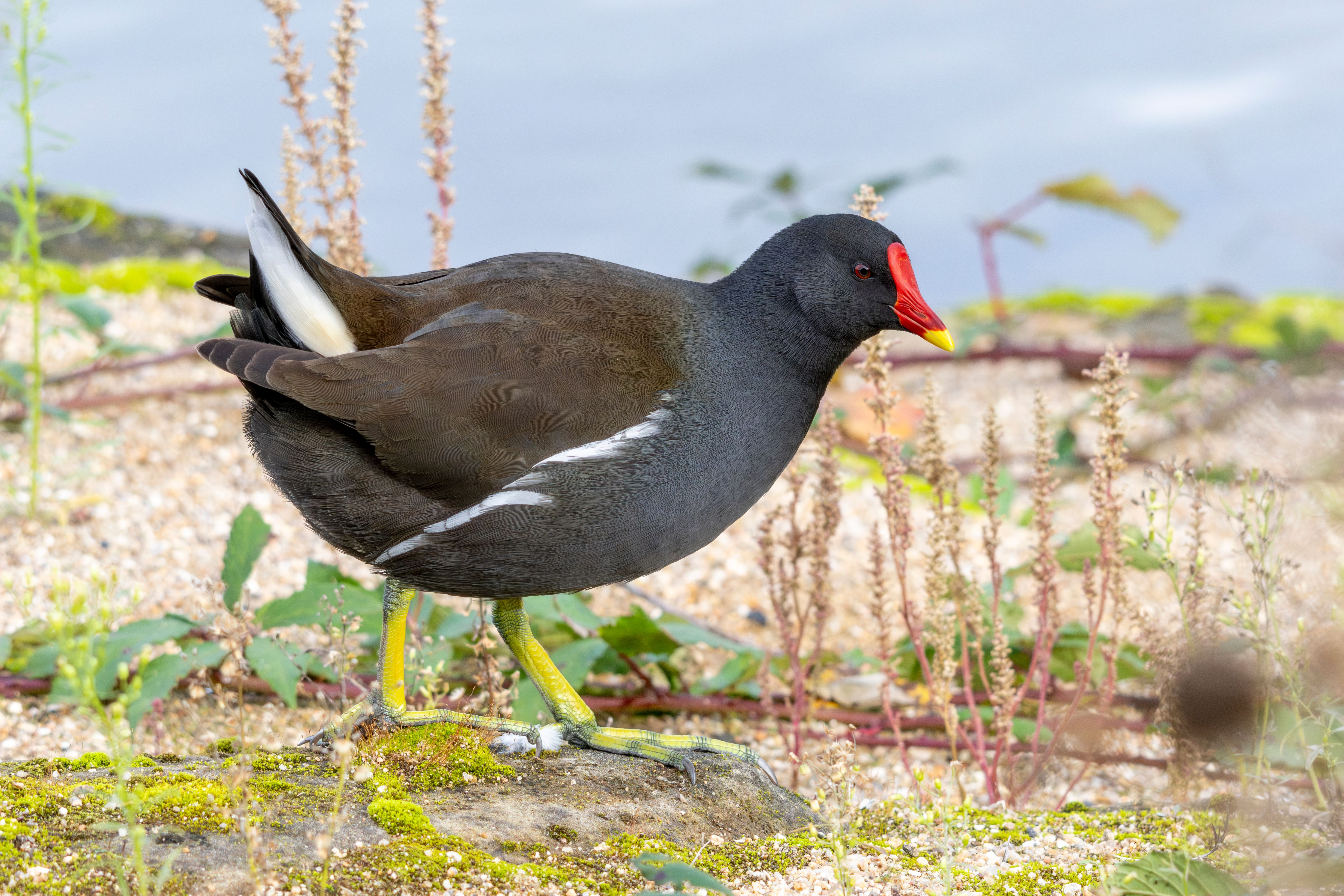 A common moorhen (Gallinula chloropus).