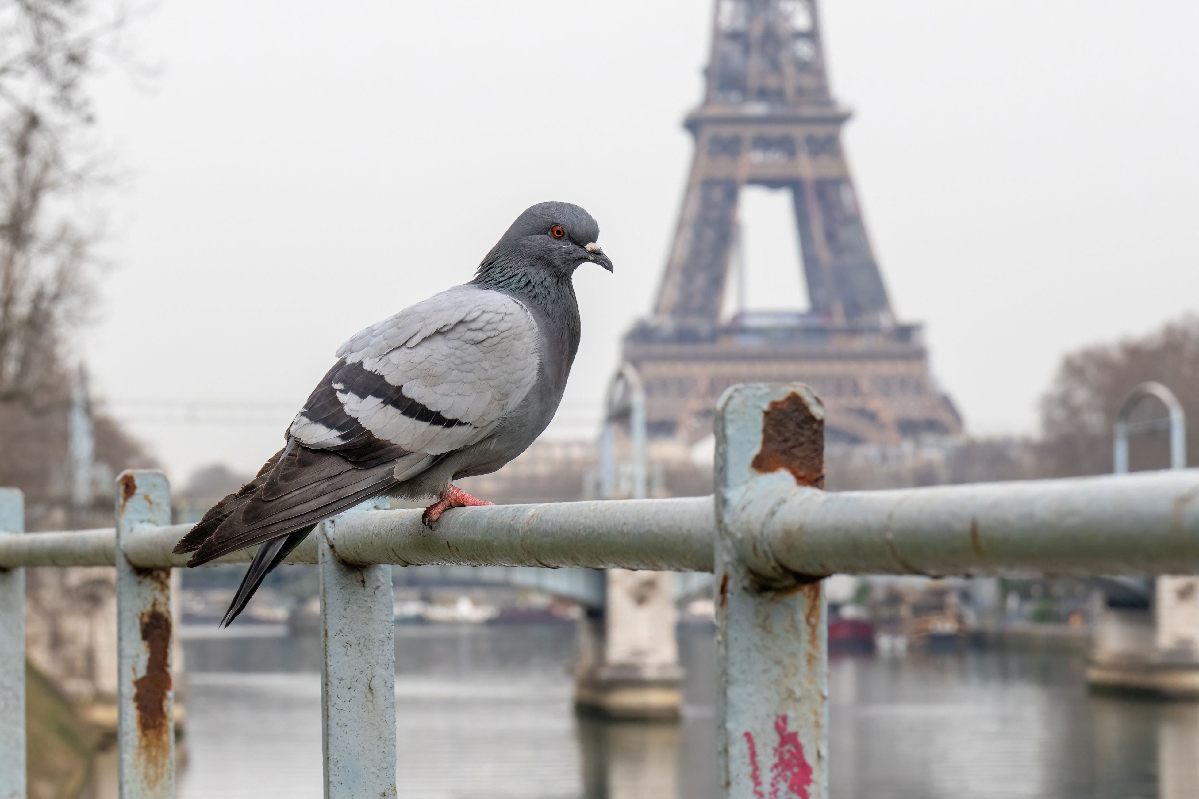A feral pigeon (Columba livia) in front of the Eiffel tower.
