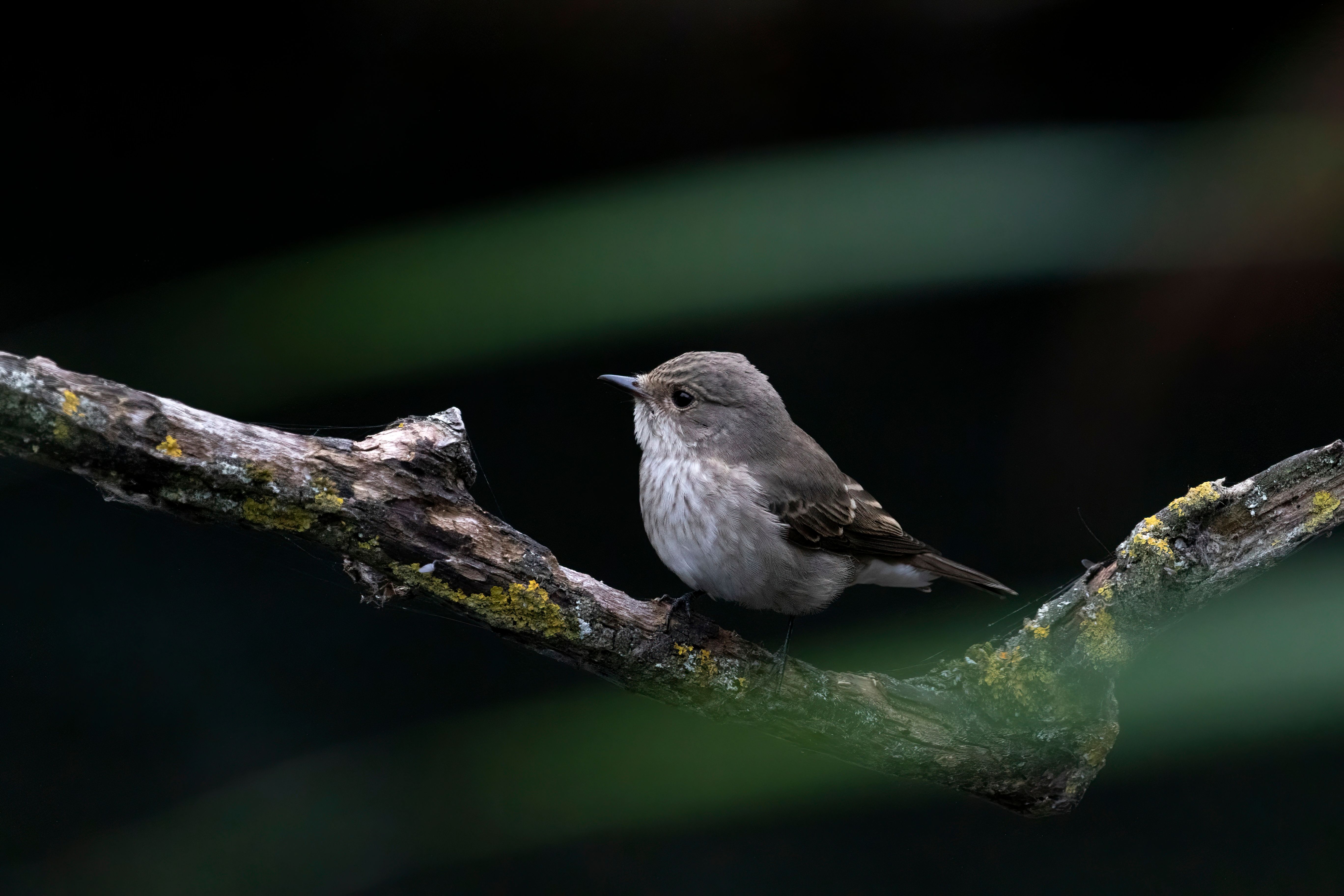 A spotted flycatcher (Muscicapa striata) on a branch.