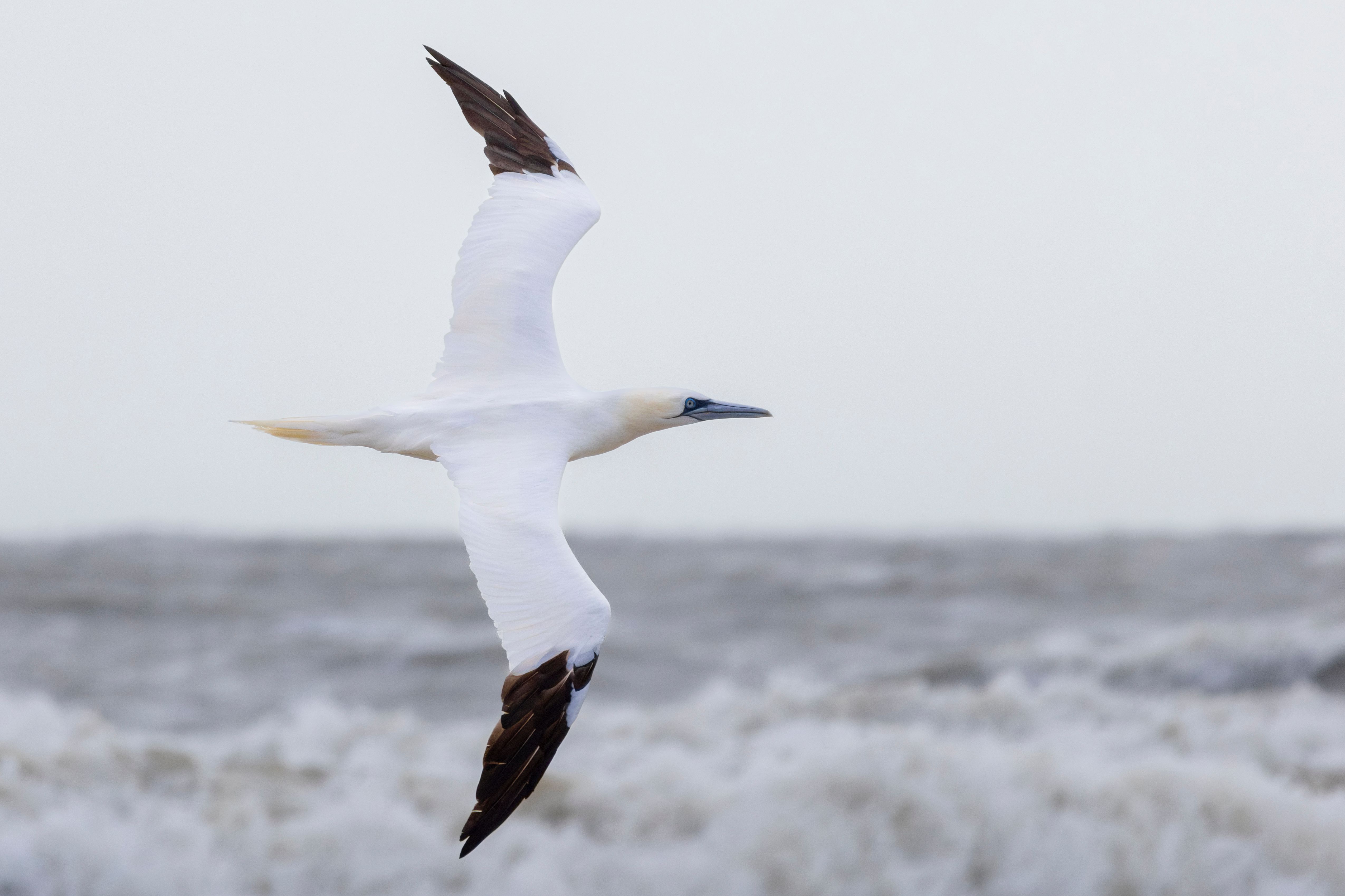 A northern gannet (Morus bassanus) flying.