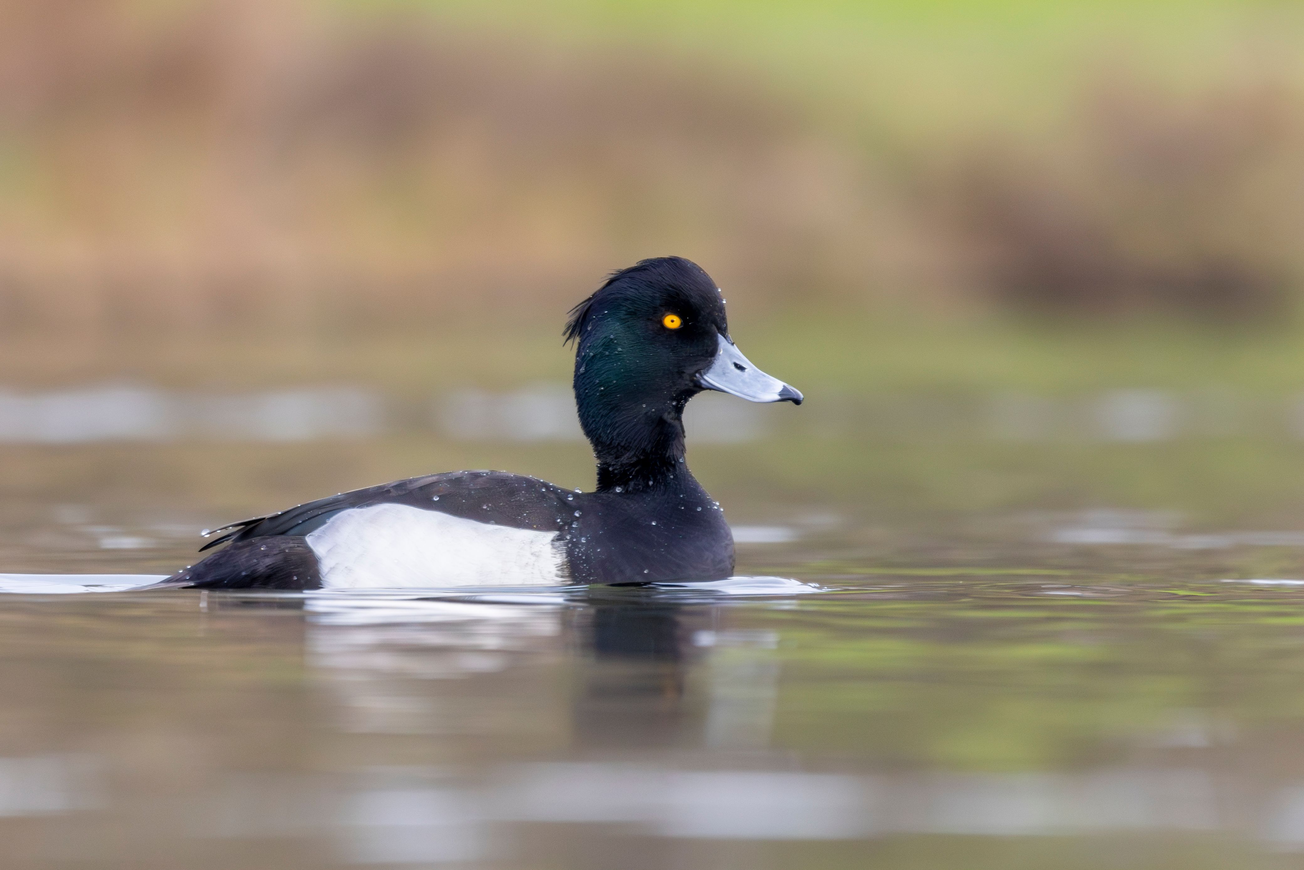 A tufted duck (Aythya fuligula) swimming.
