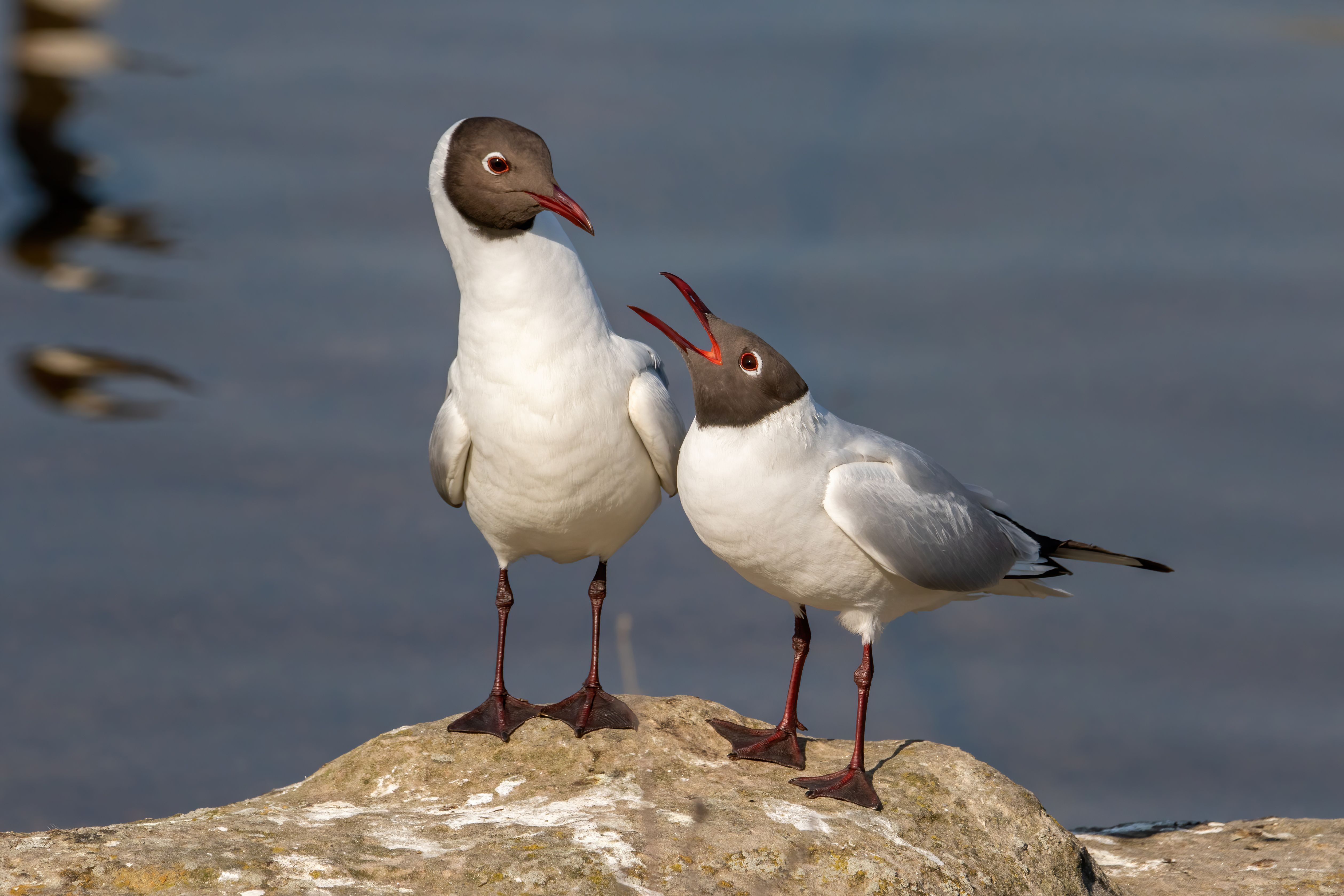 A pair of black-headed gulls (Chroicocephalus ridibundus).