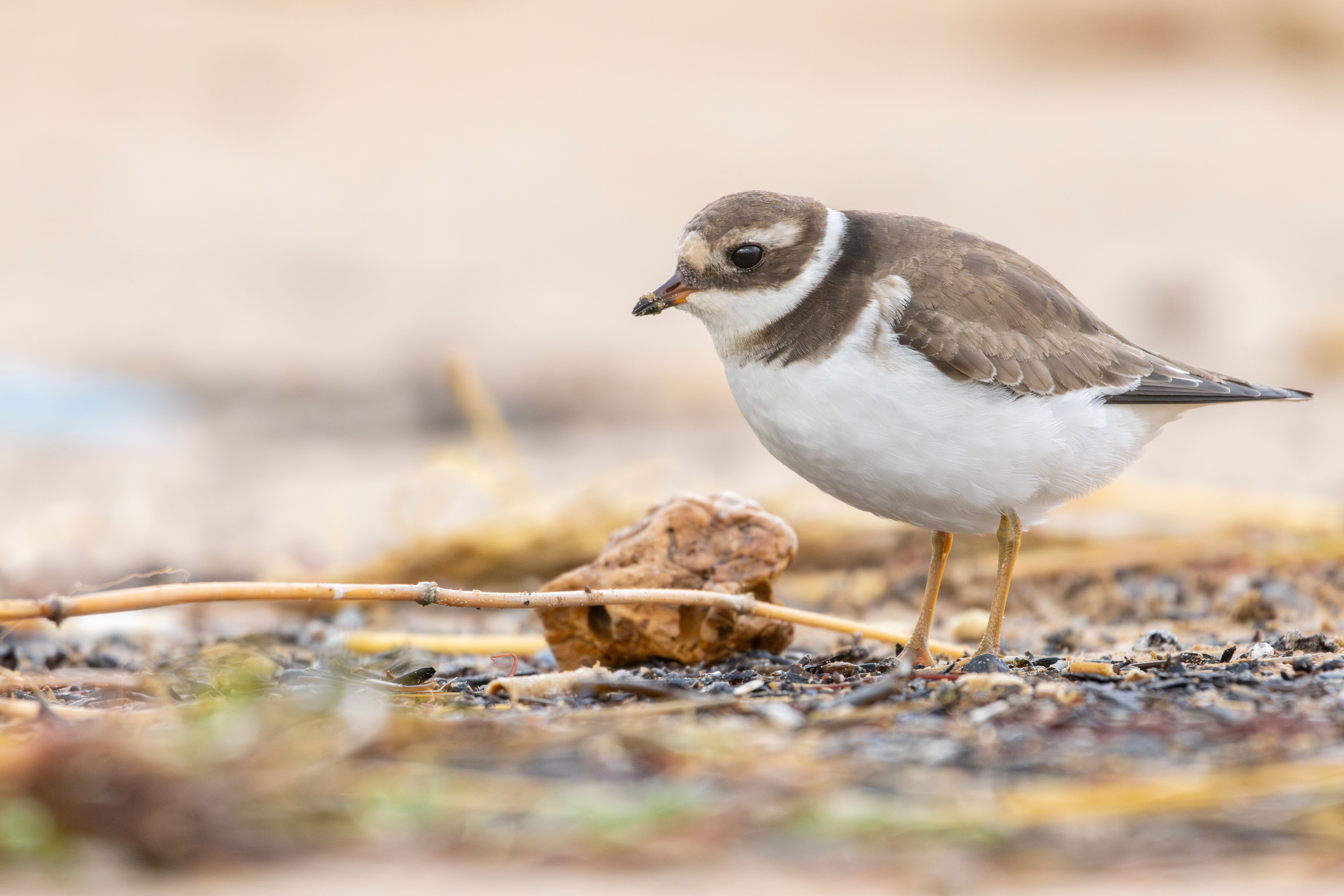 A common ringed plover (Charadrius hiaticula).