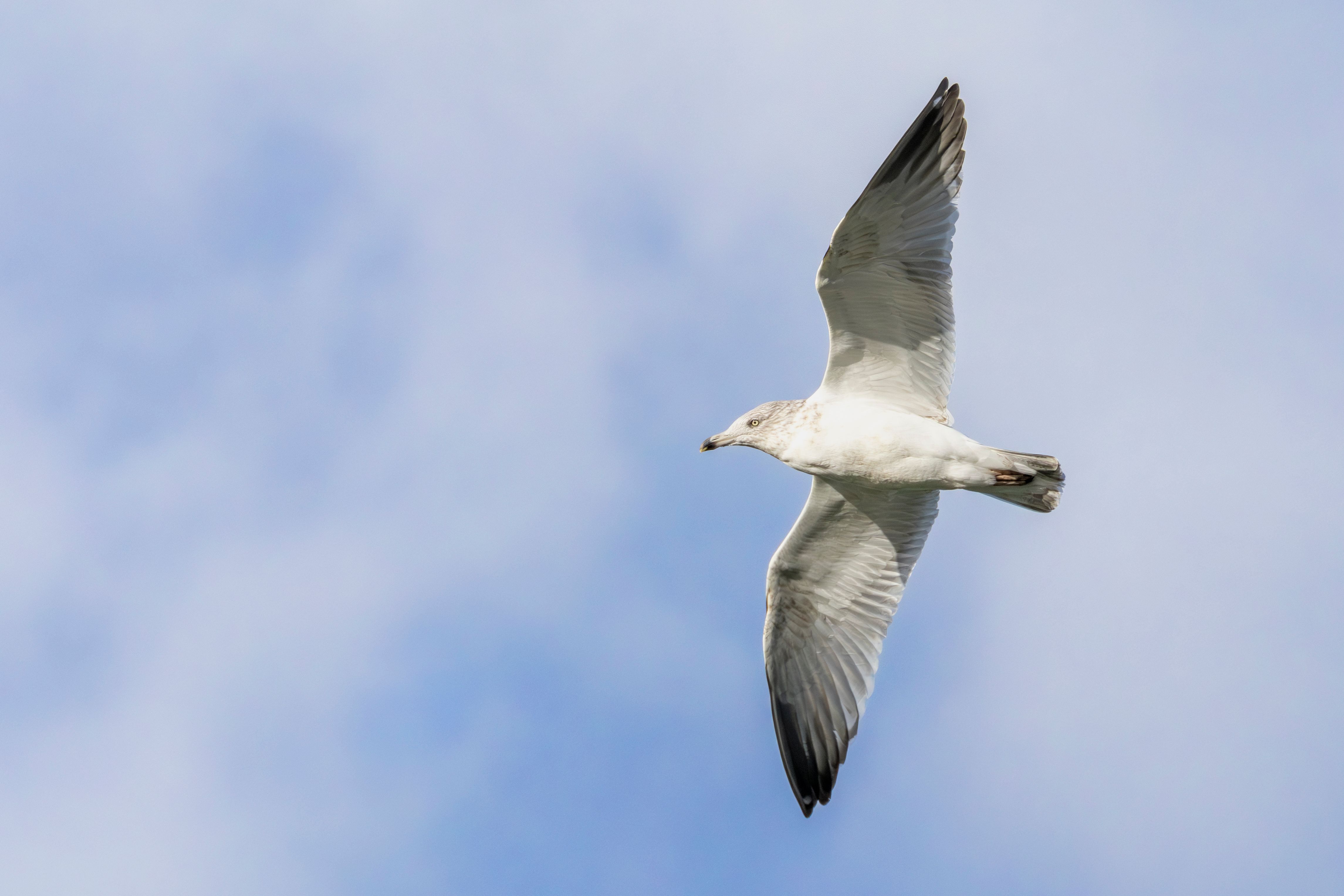 An herring gull (Larus argentatus) flying.