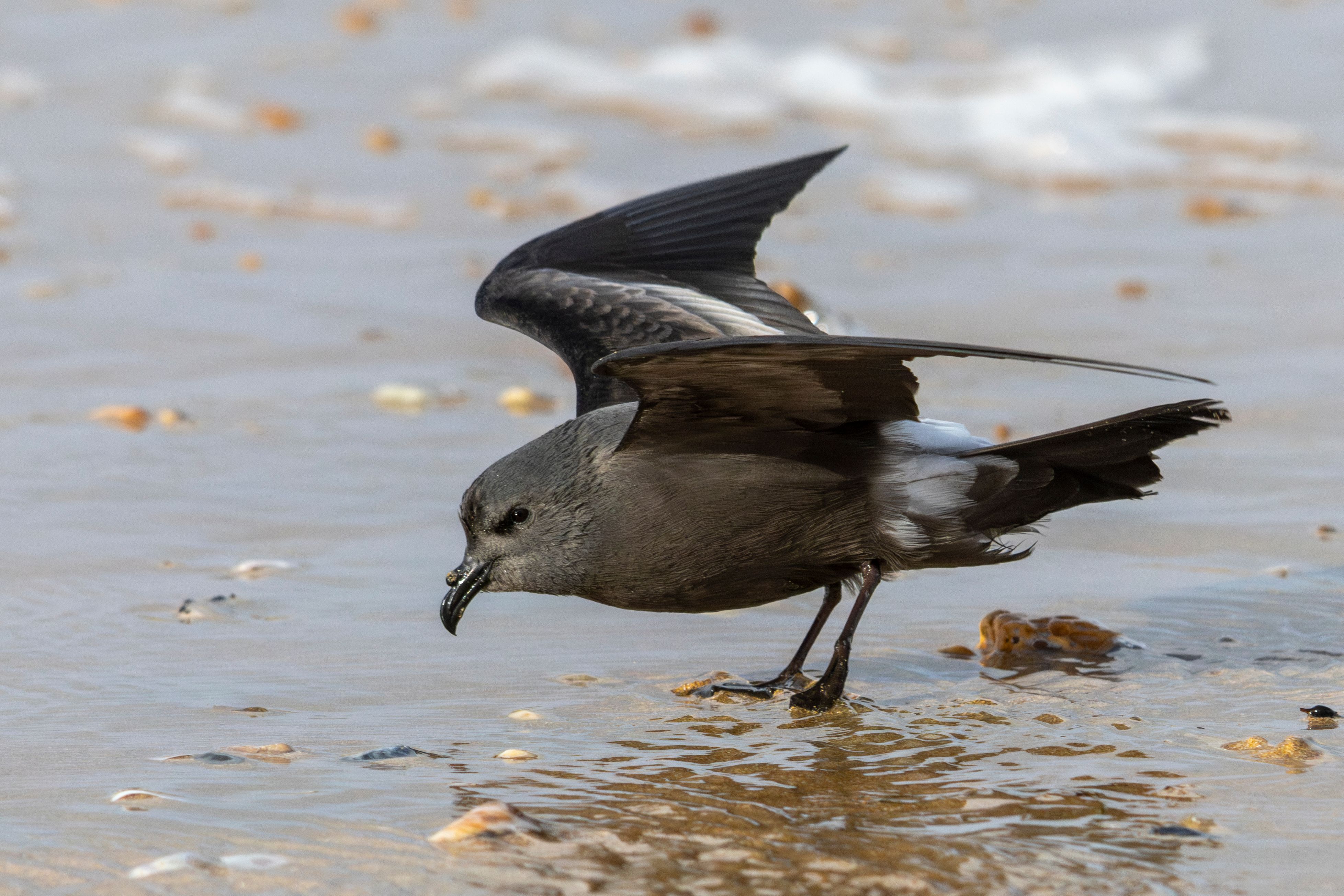 A Leach's storm-petrel (Hydrobates leucorhous).