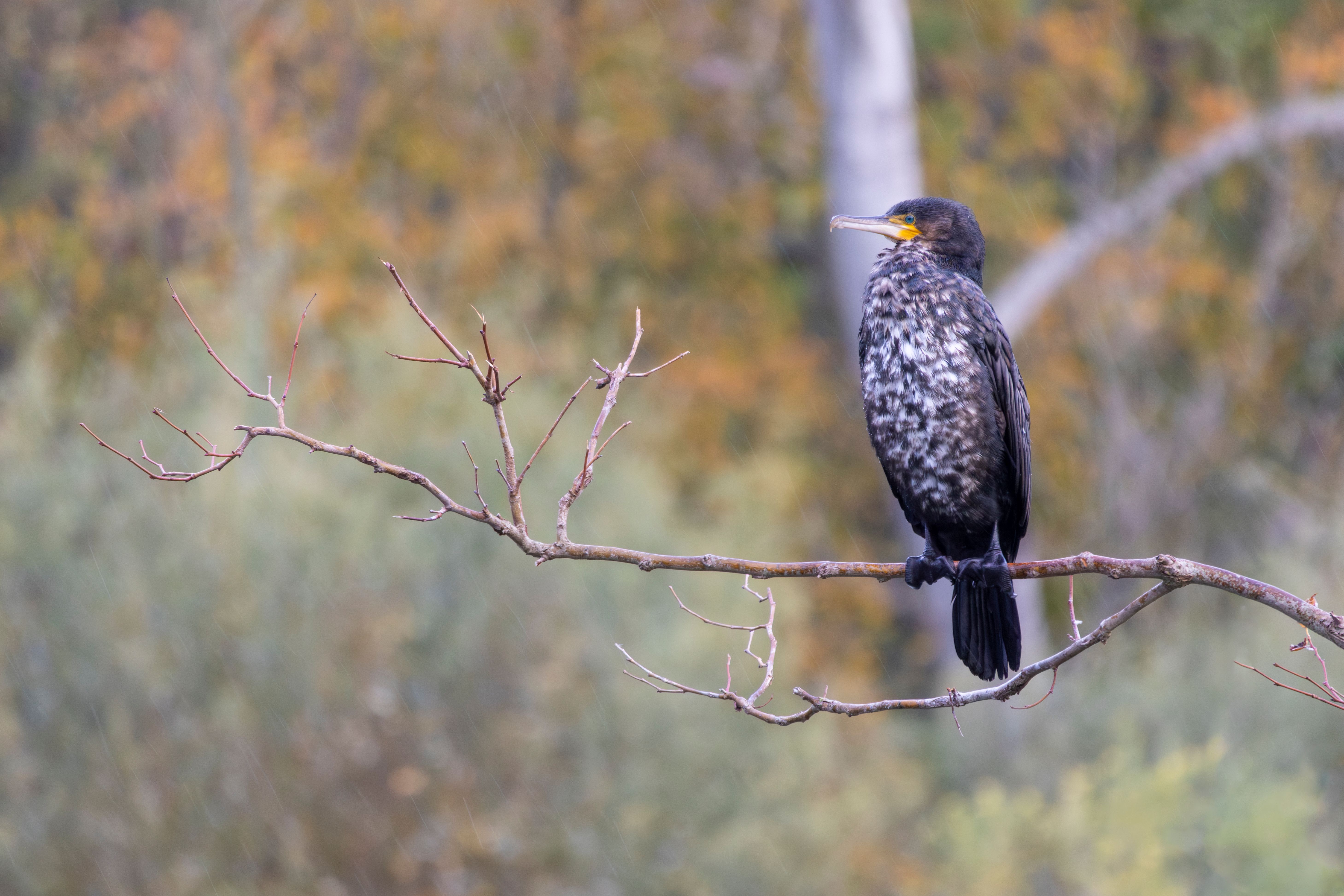 A great cormorant (Phalacrocorax carbo) on a branch.