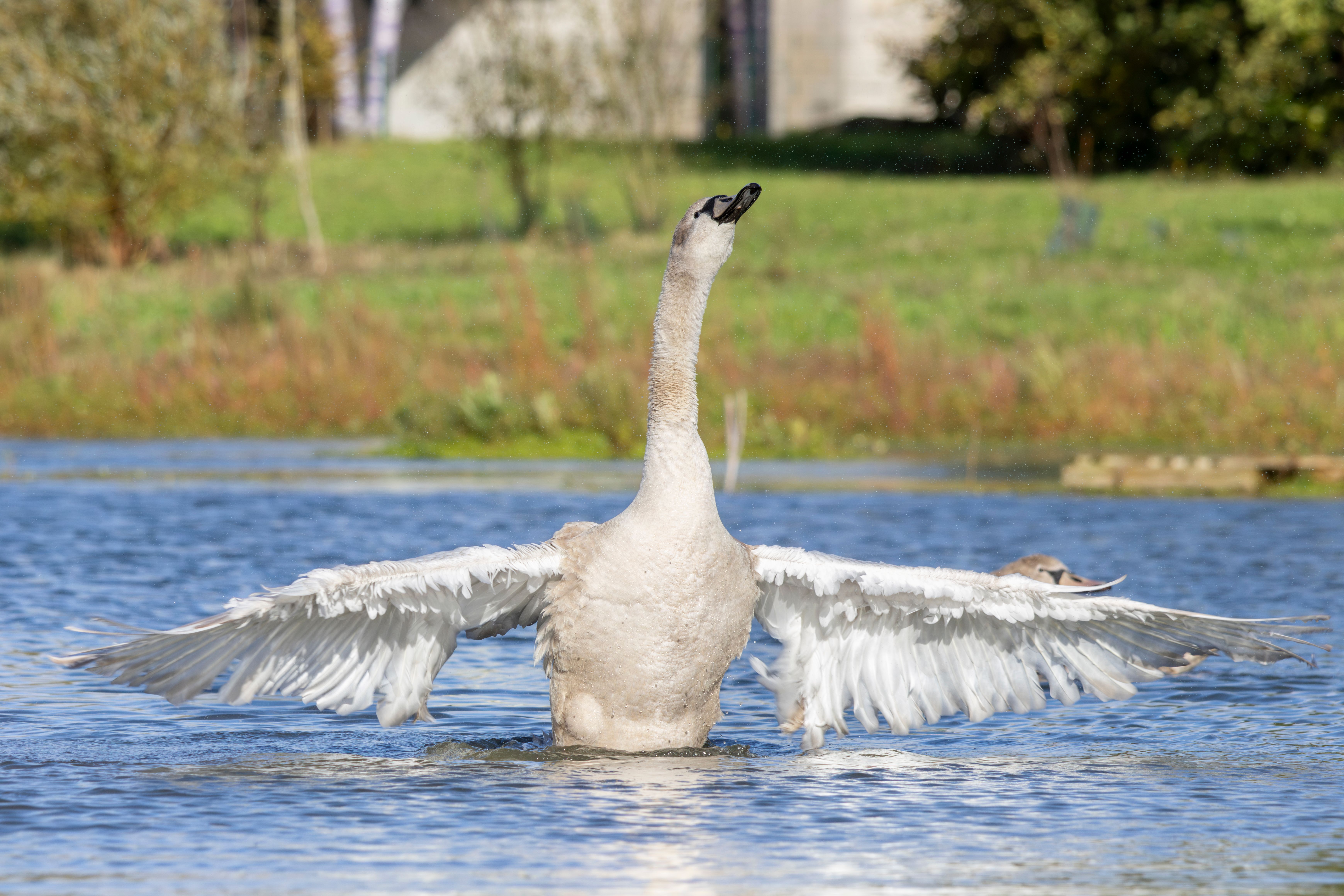 A juvenile mute swan (Cygnus olor) spreading its wings.