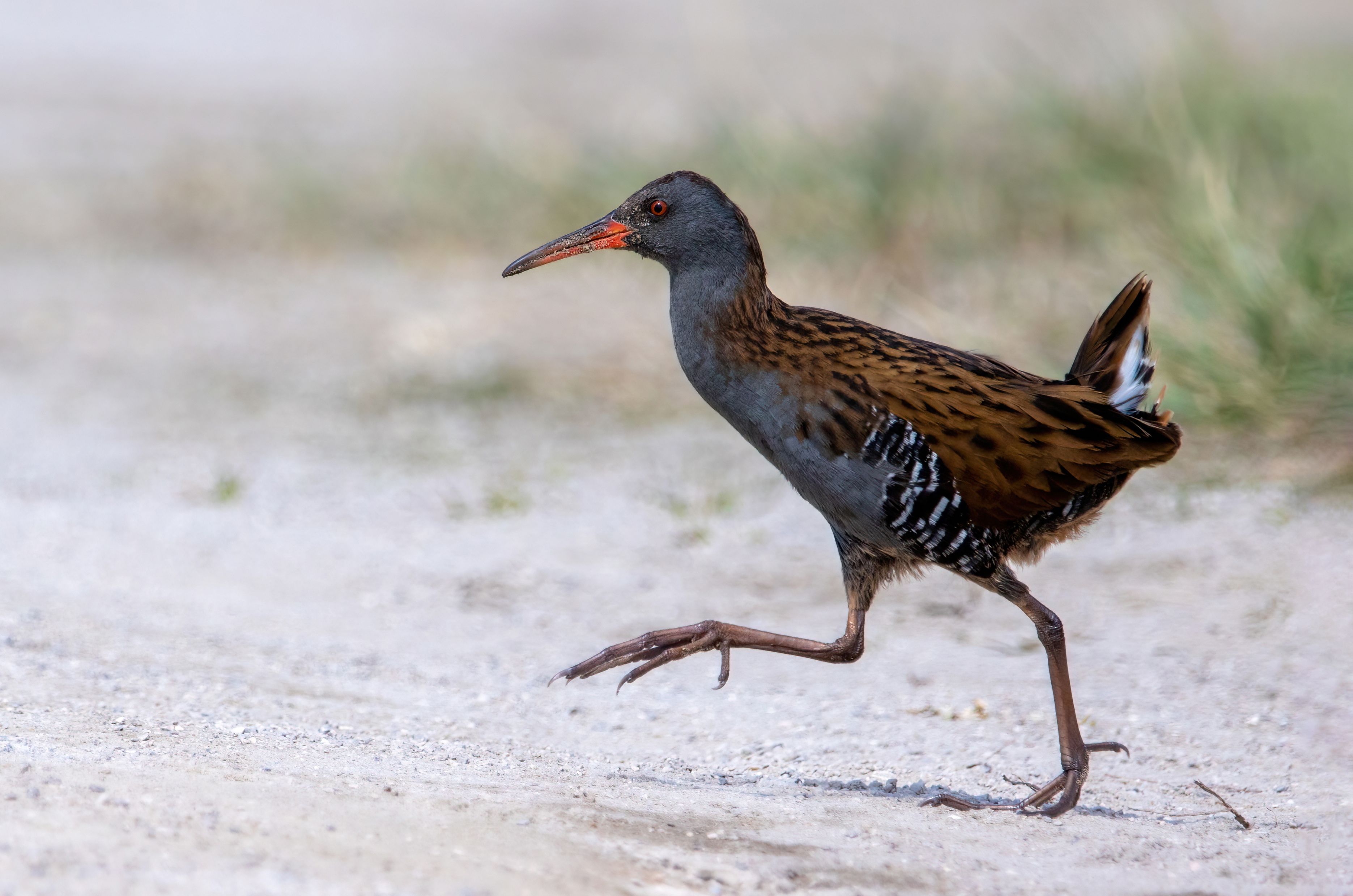 A water rail (Rallus aquaticus).