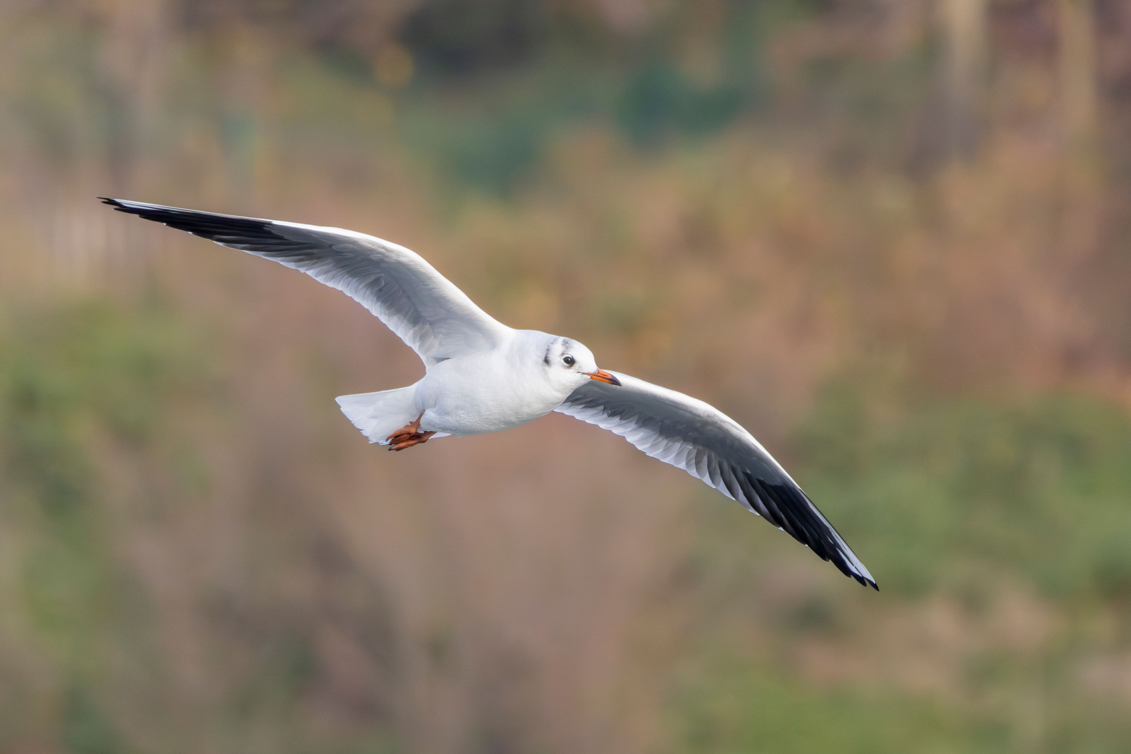 A black-headed gull (Chroicocephalus ridibundus) flying.