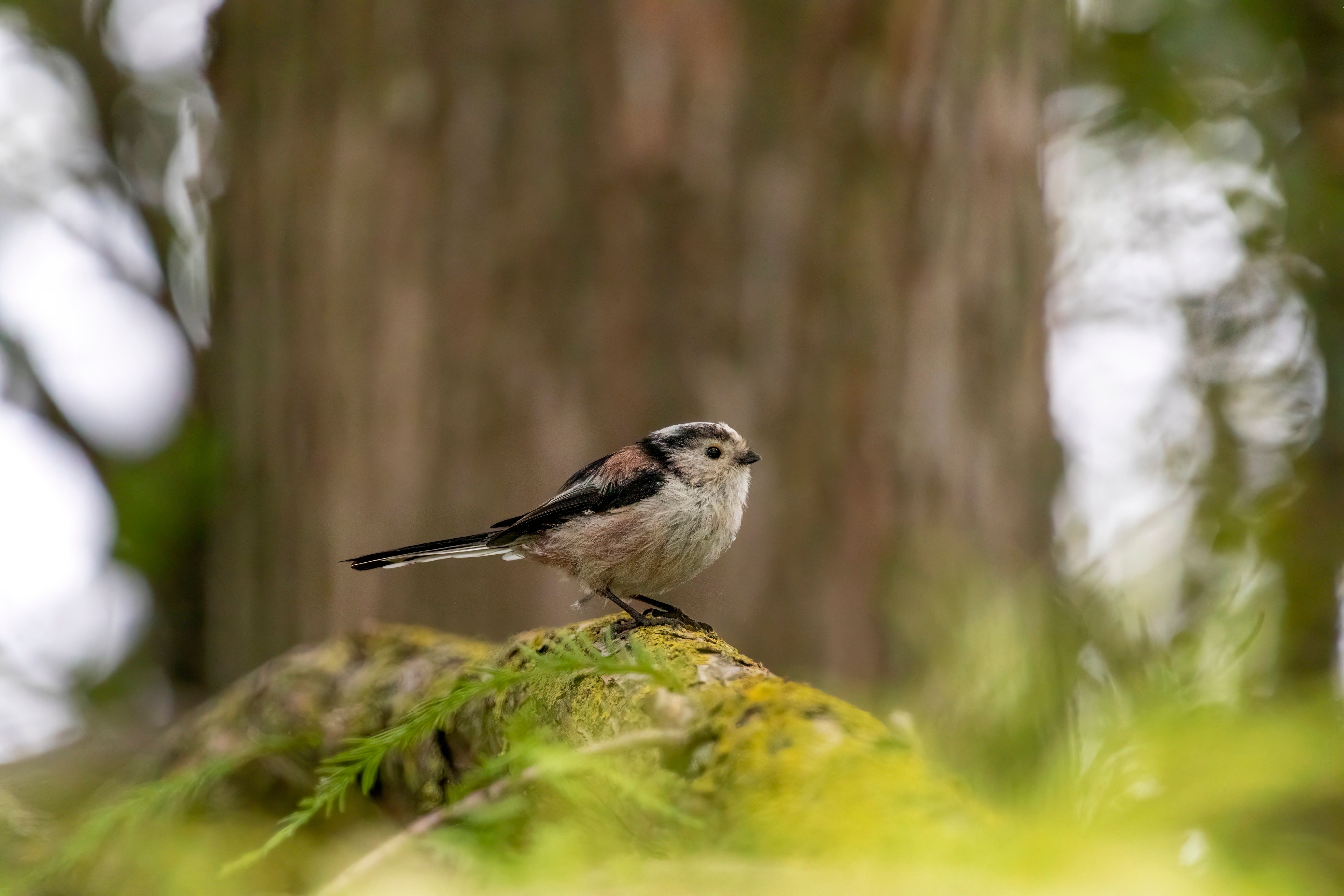 A long-tailed tit (Aegithalos caudatus) in a pine tree.