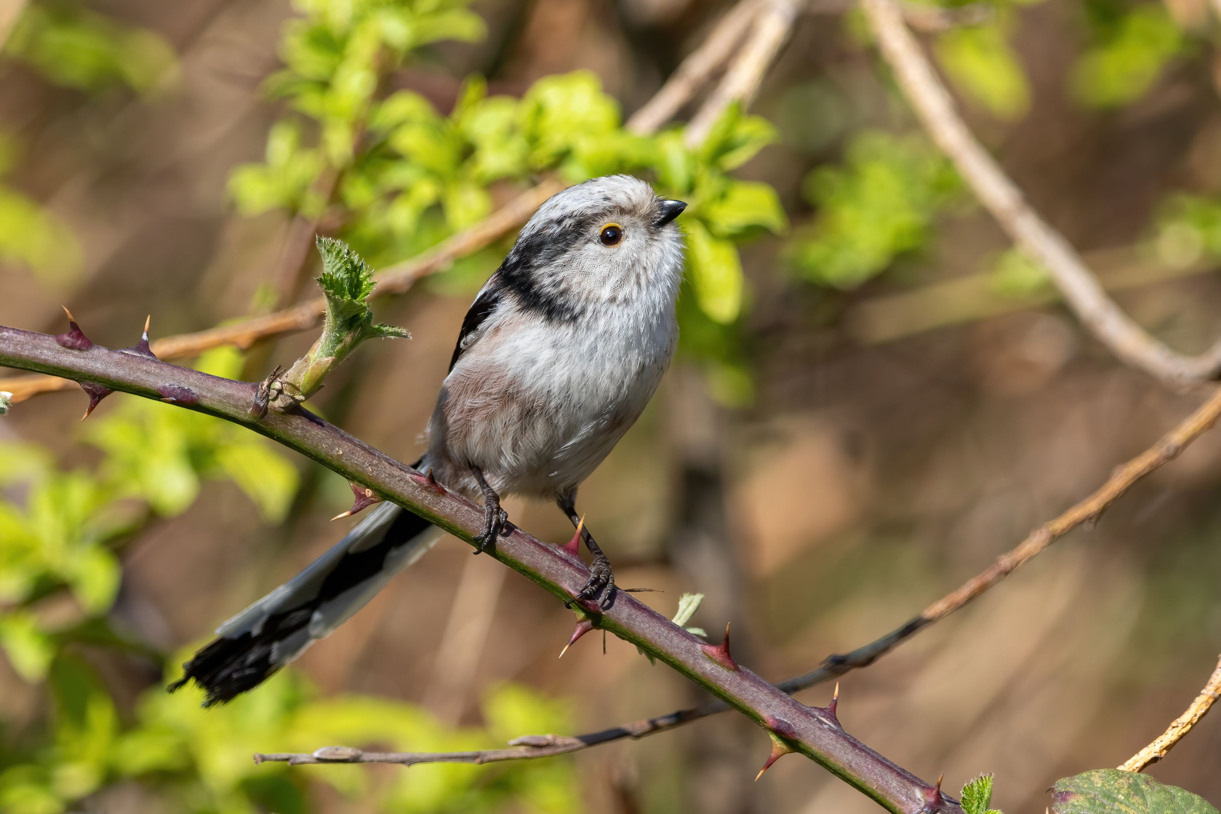A long-tailed tit (Aegithalos caudatus) on a branch.