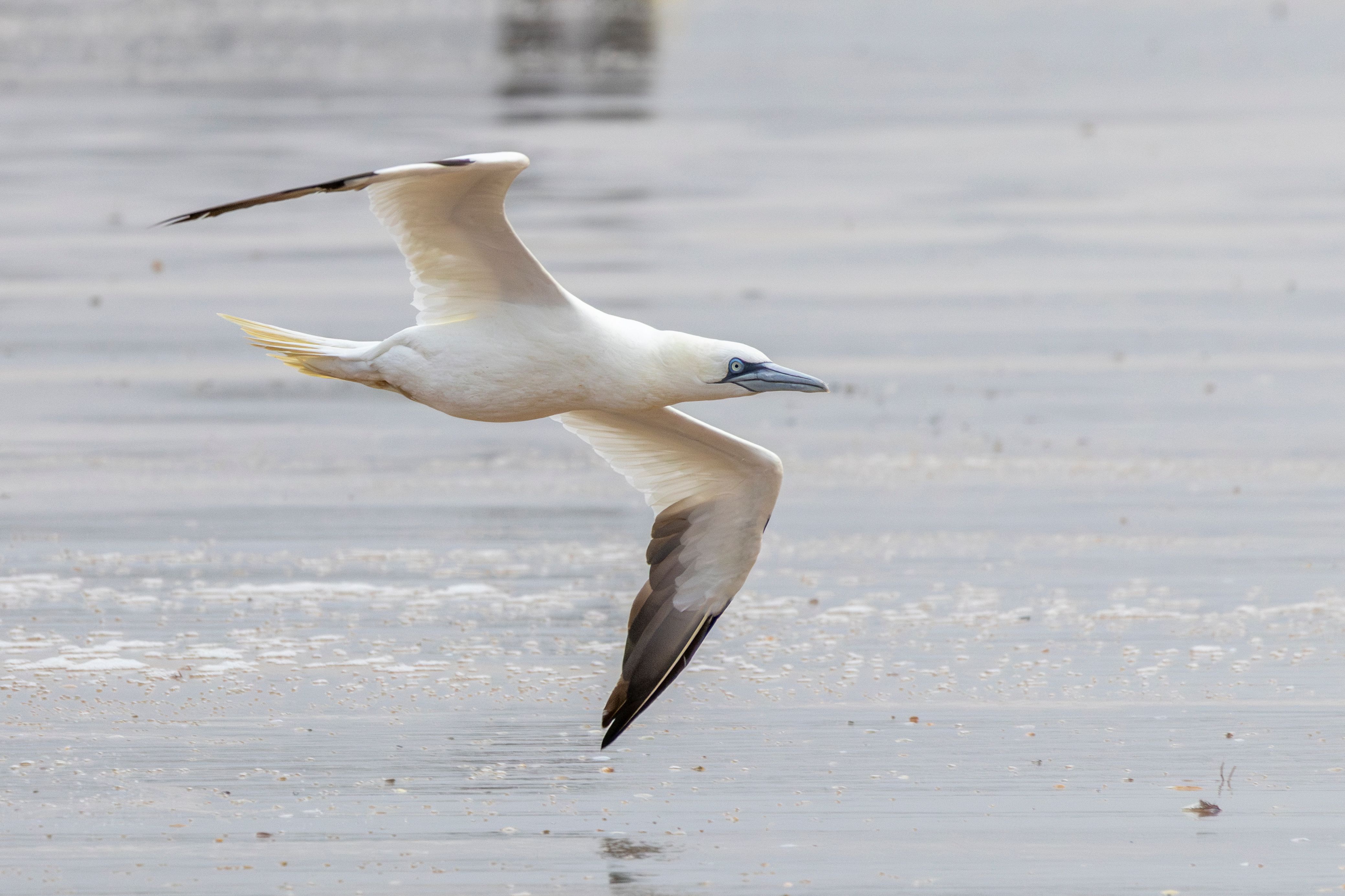 A northern gannet (Morus bassanus) flying.