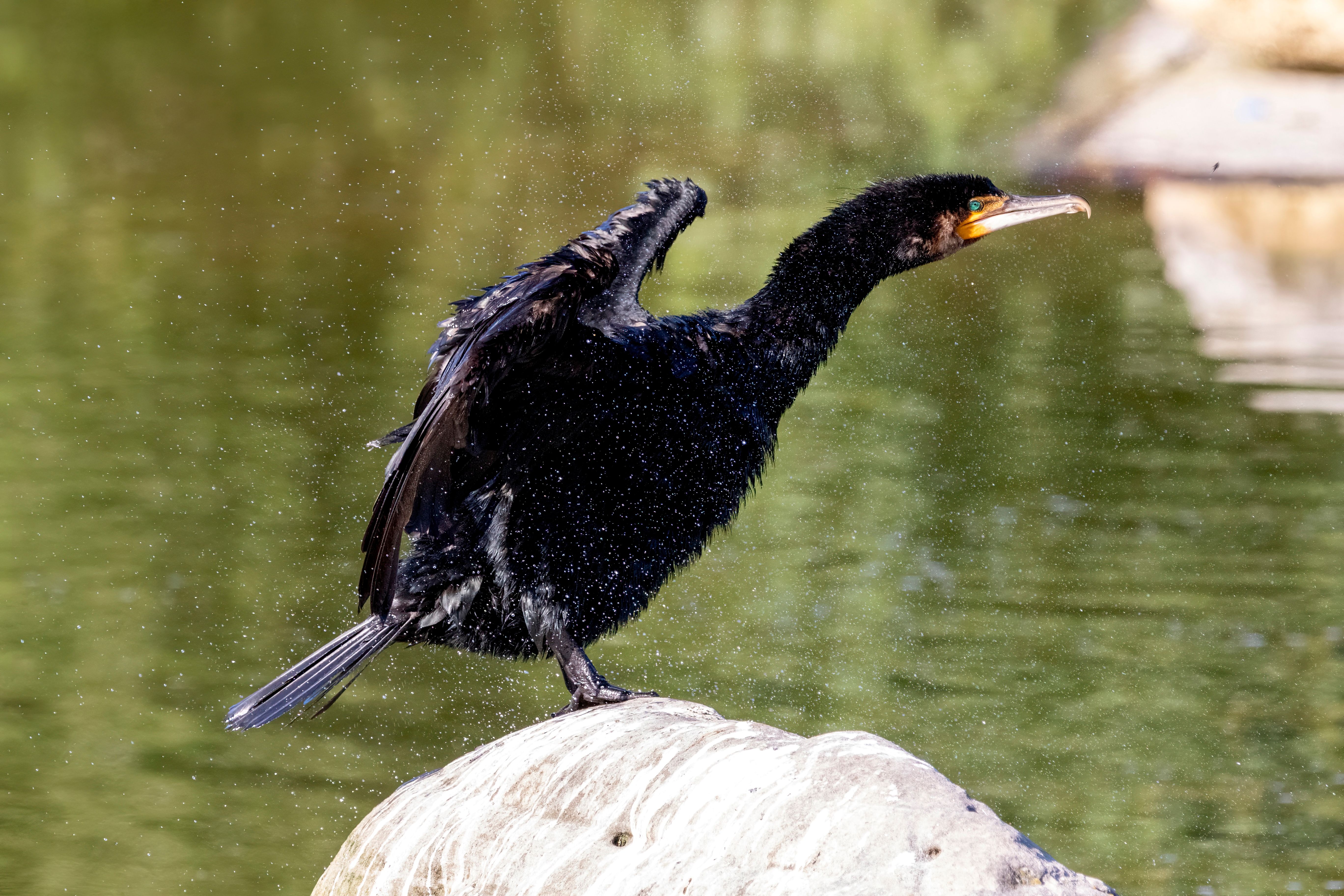 A great cormorant (Phalacrocorax carbo) on a rock.