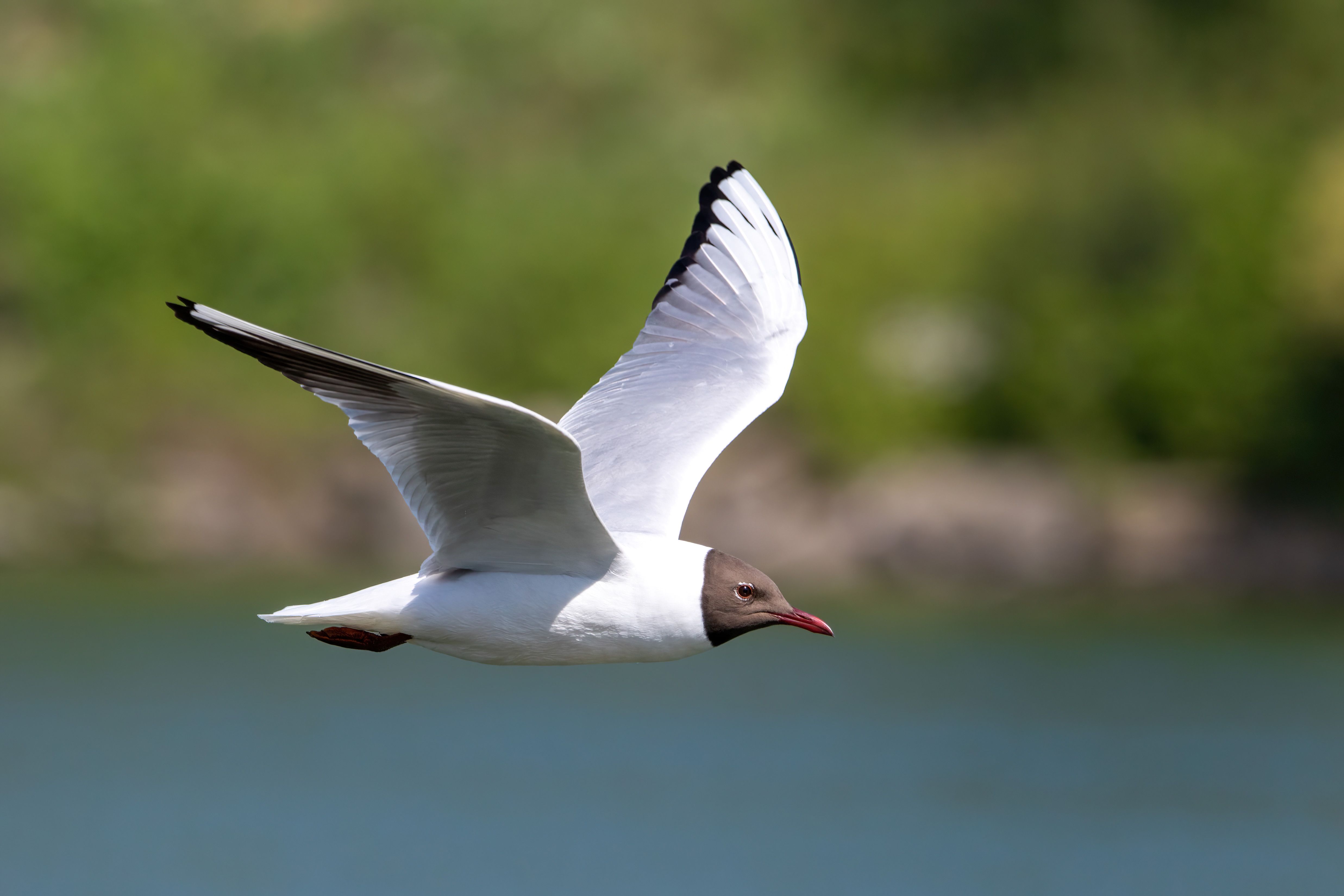 A black-headed gull (Chroicocephalus ridibundus) flying.