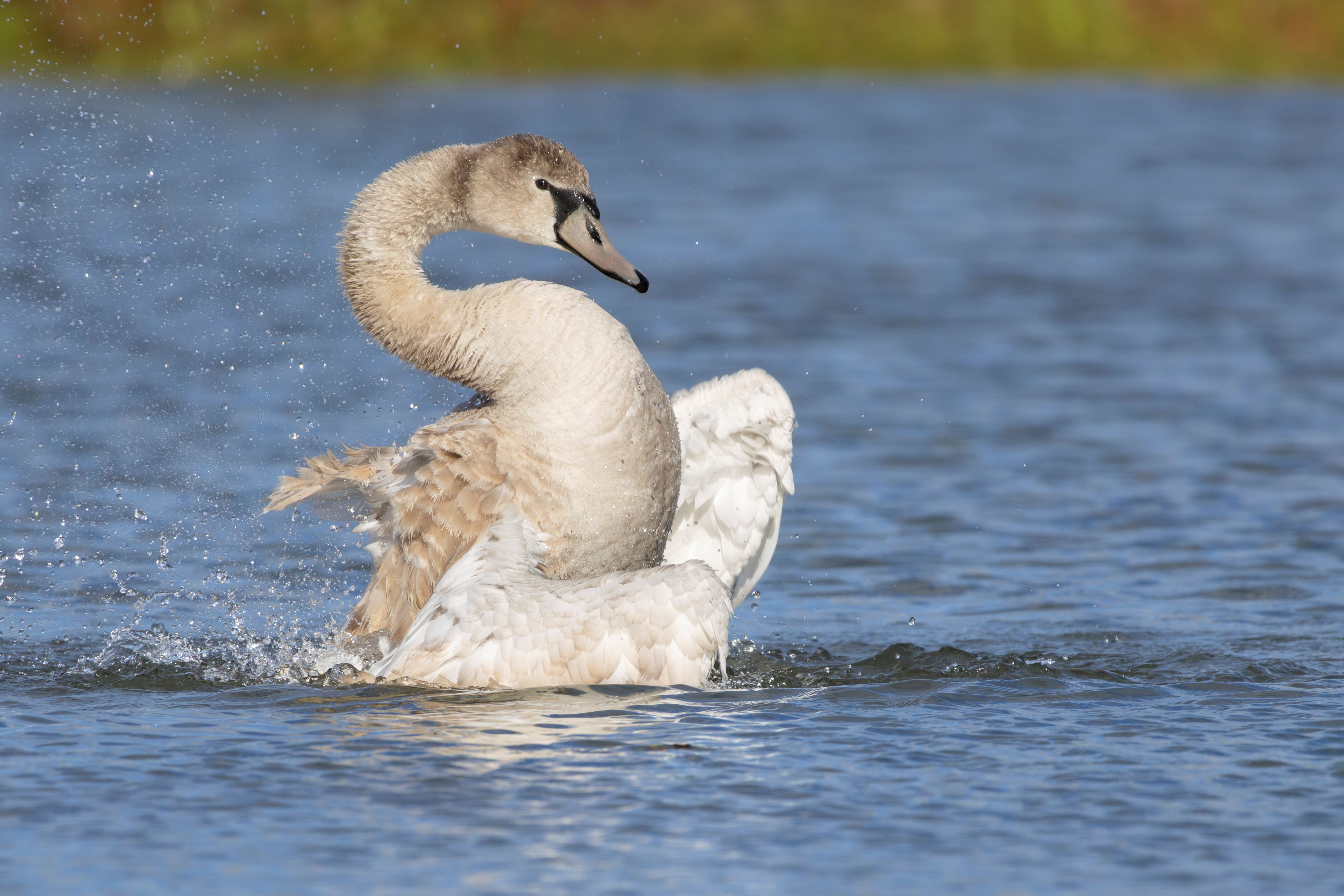 A juvenile mute swan (Cygnus olor).