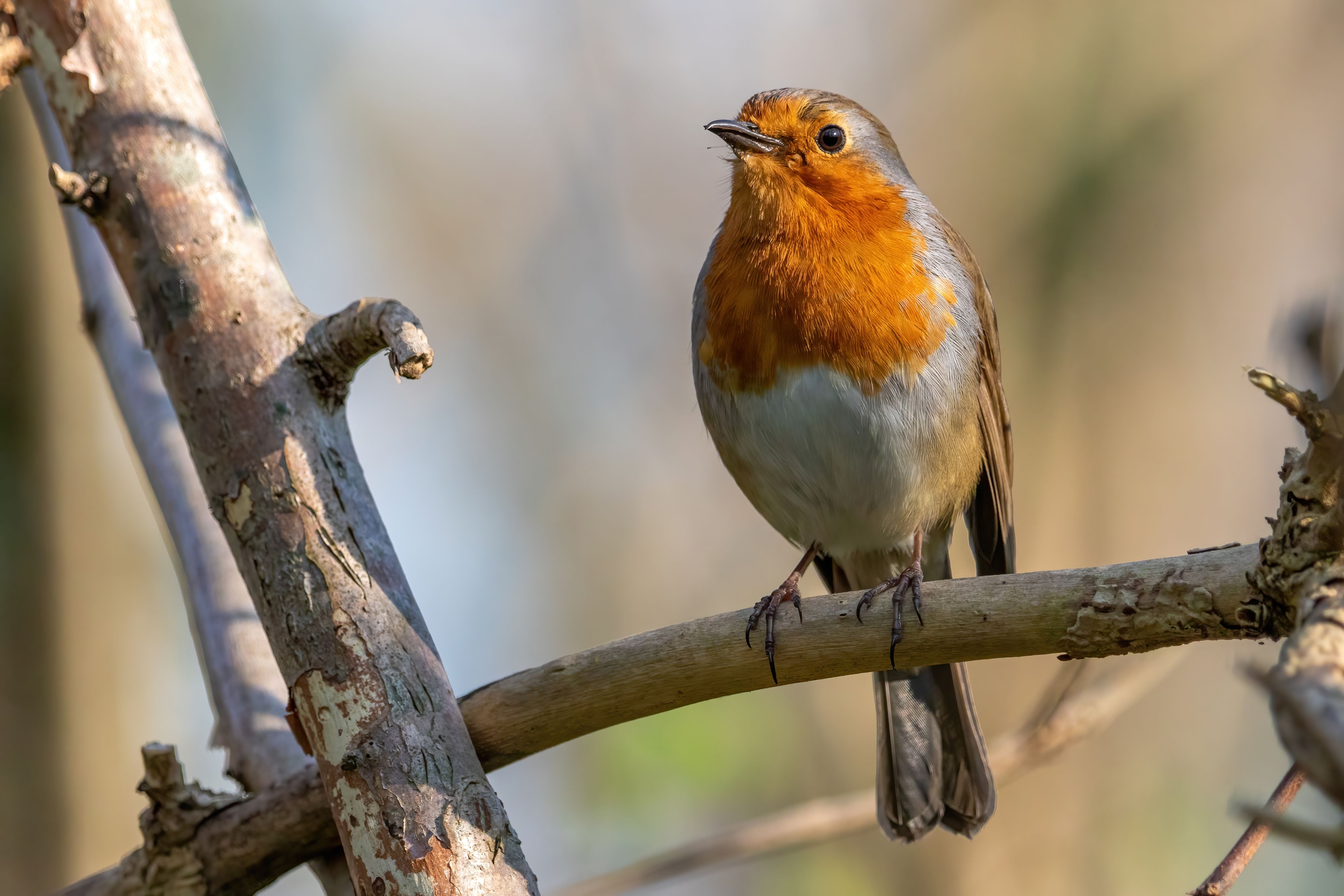 An European robin (Erithacus rubecula) on a branch.