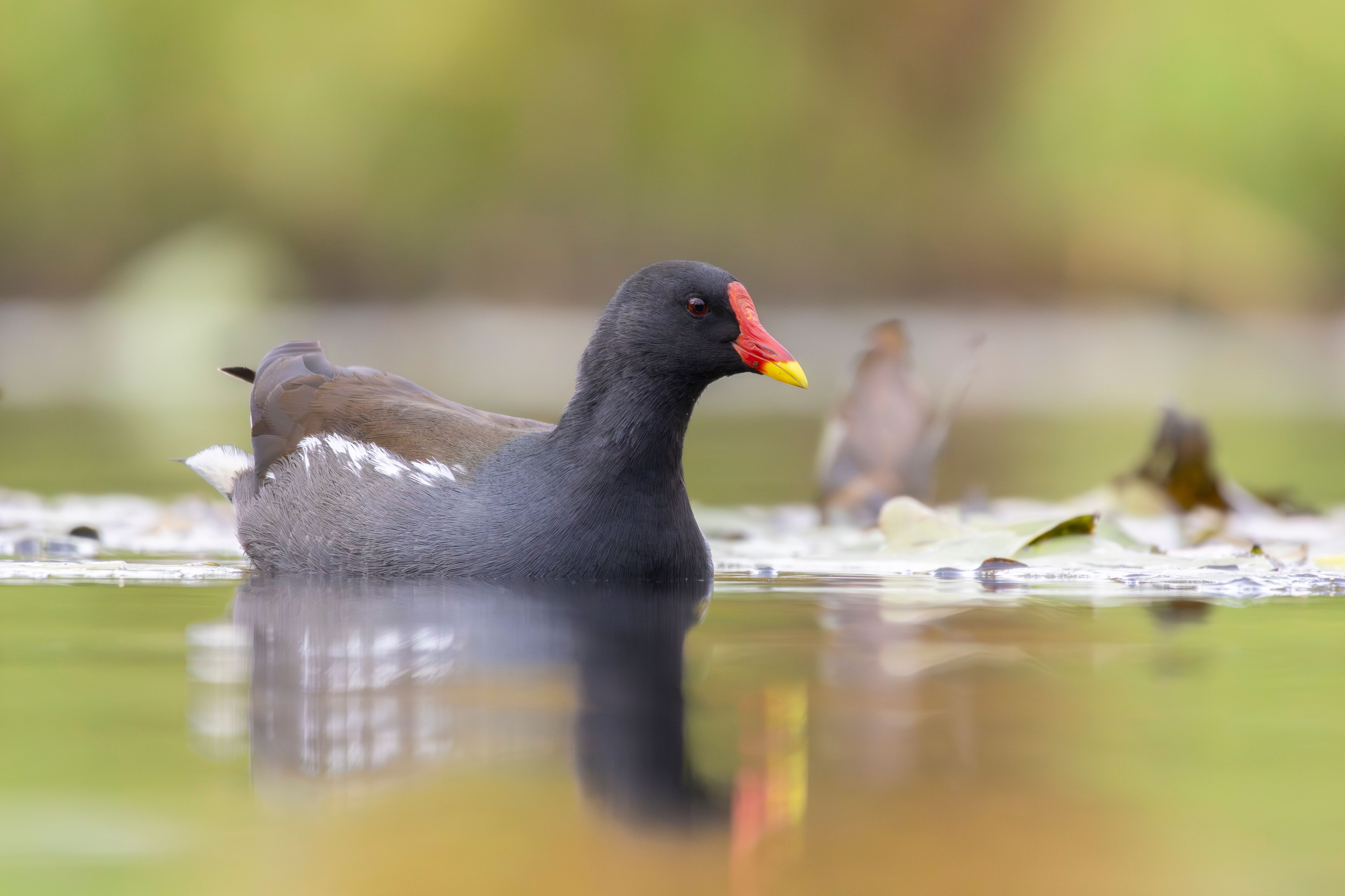 A common moorhen (Gallinula chloropus) swimming.