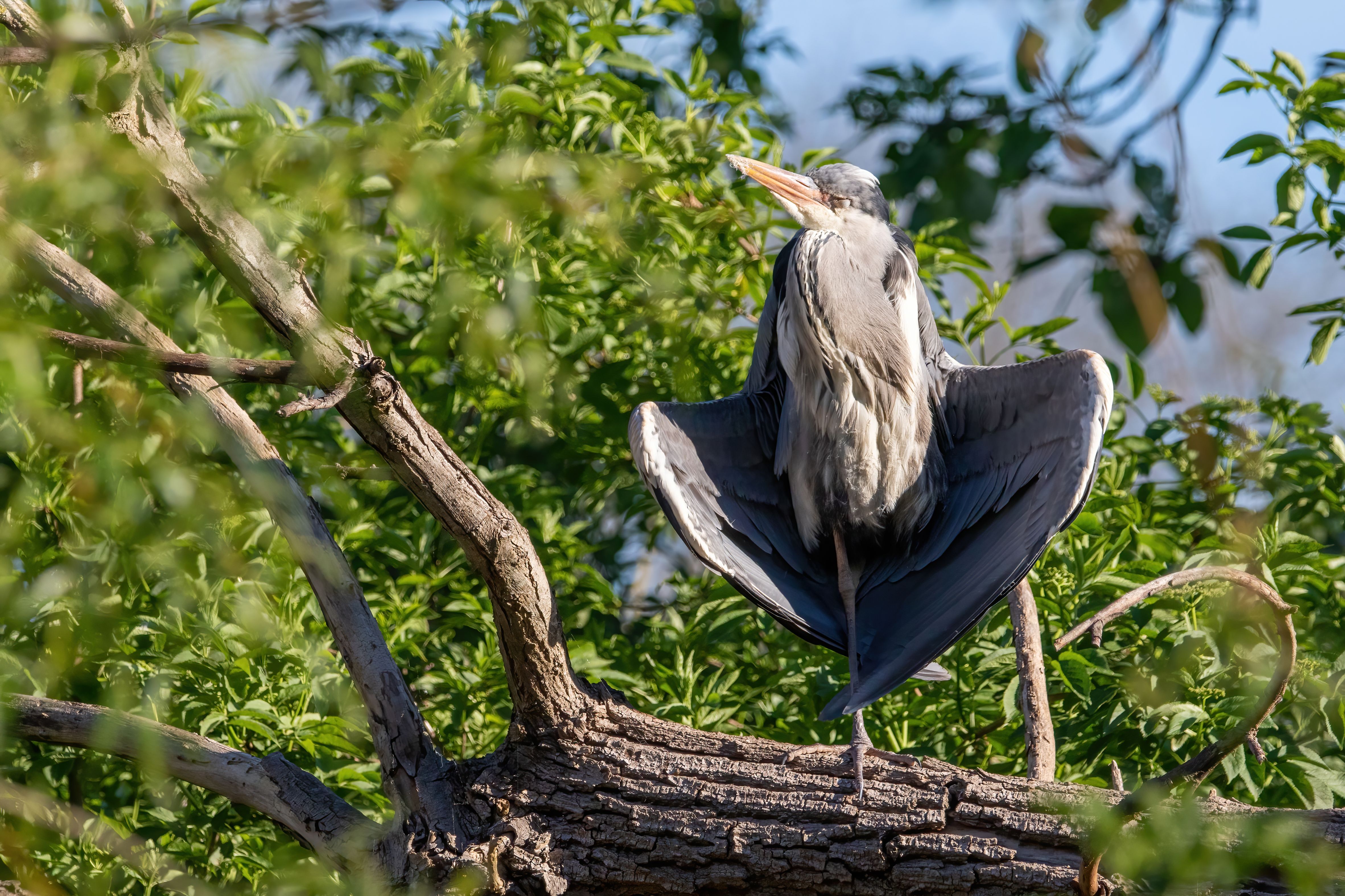A grey heron (Ardea cinerea) sunbathing.