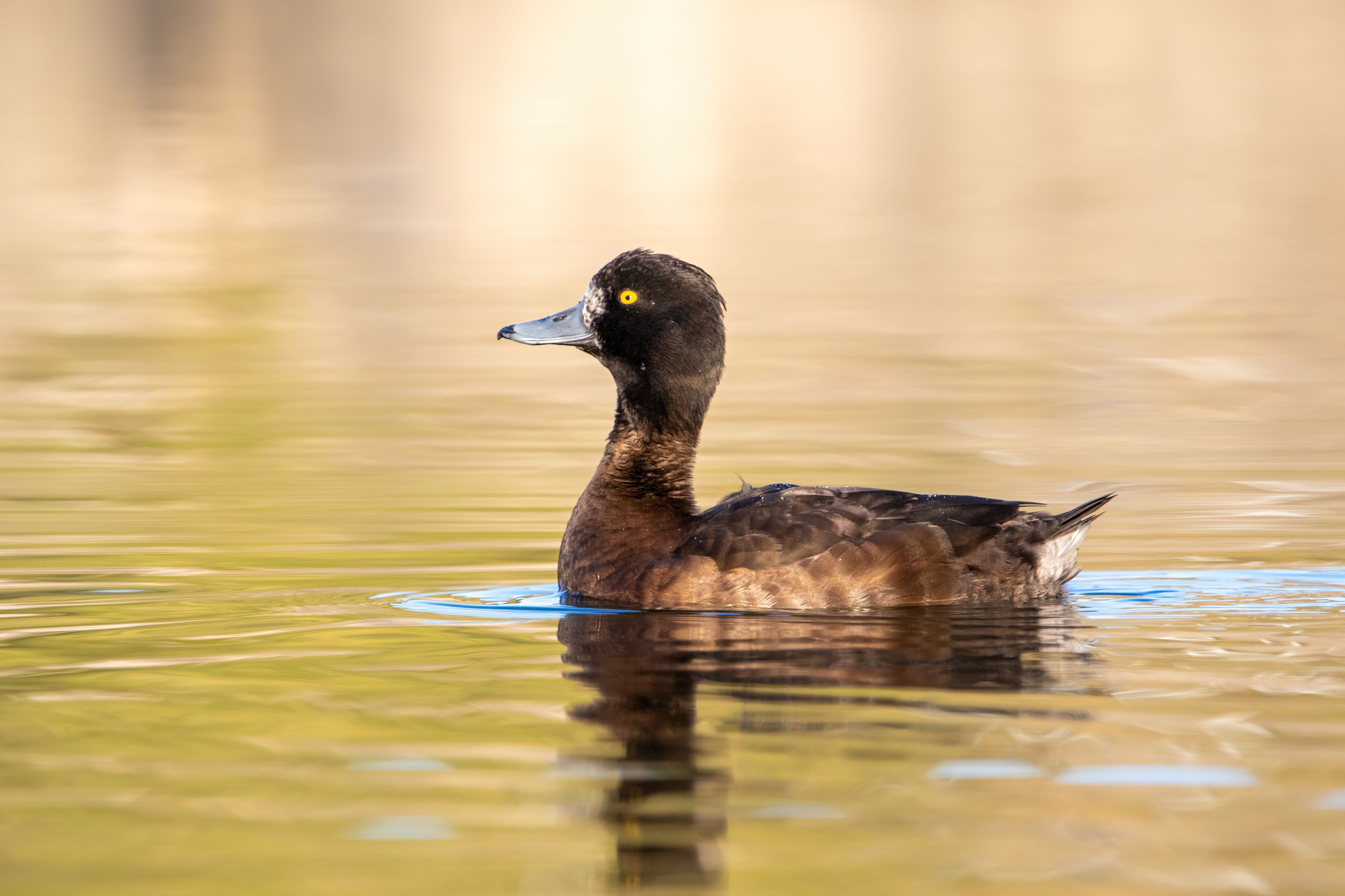 A female tufted duck (Aythya fuligula) swimming.